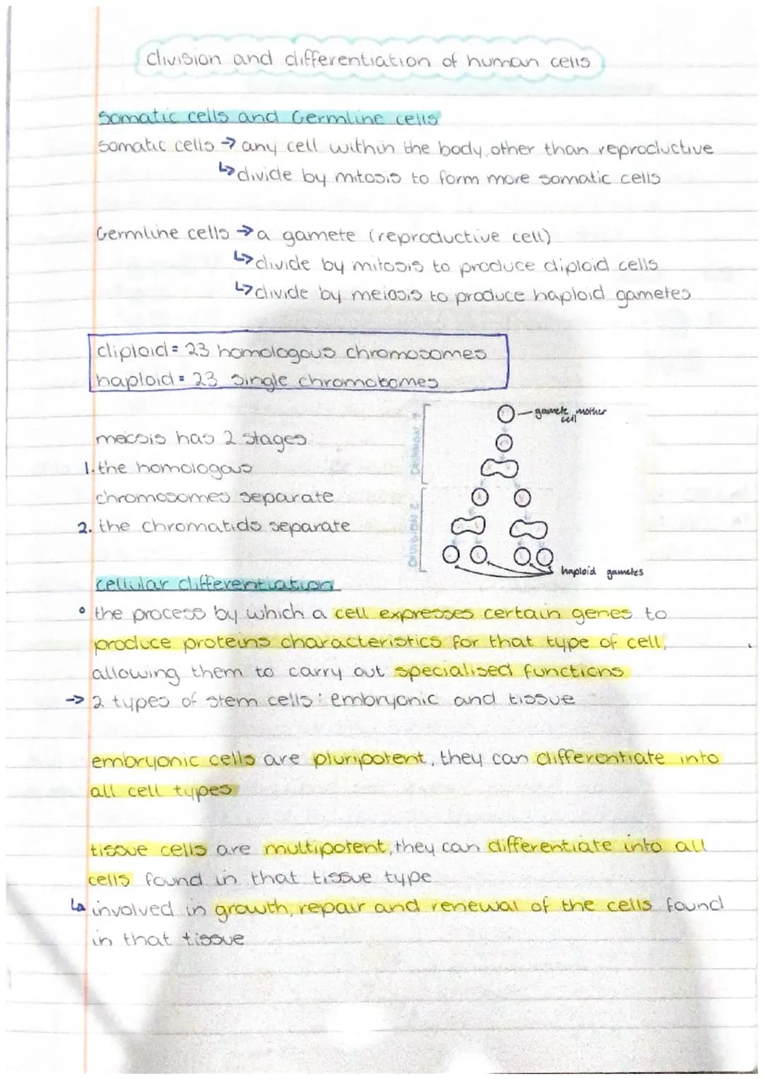 iHuman
cells clivision and differentiation of human cells
Somatic cells and Germline cells.
somatic cells any cell within the body other tha