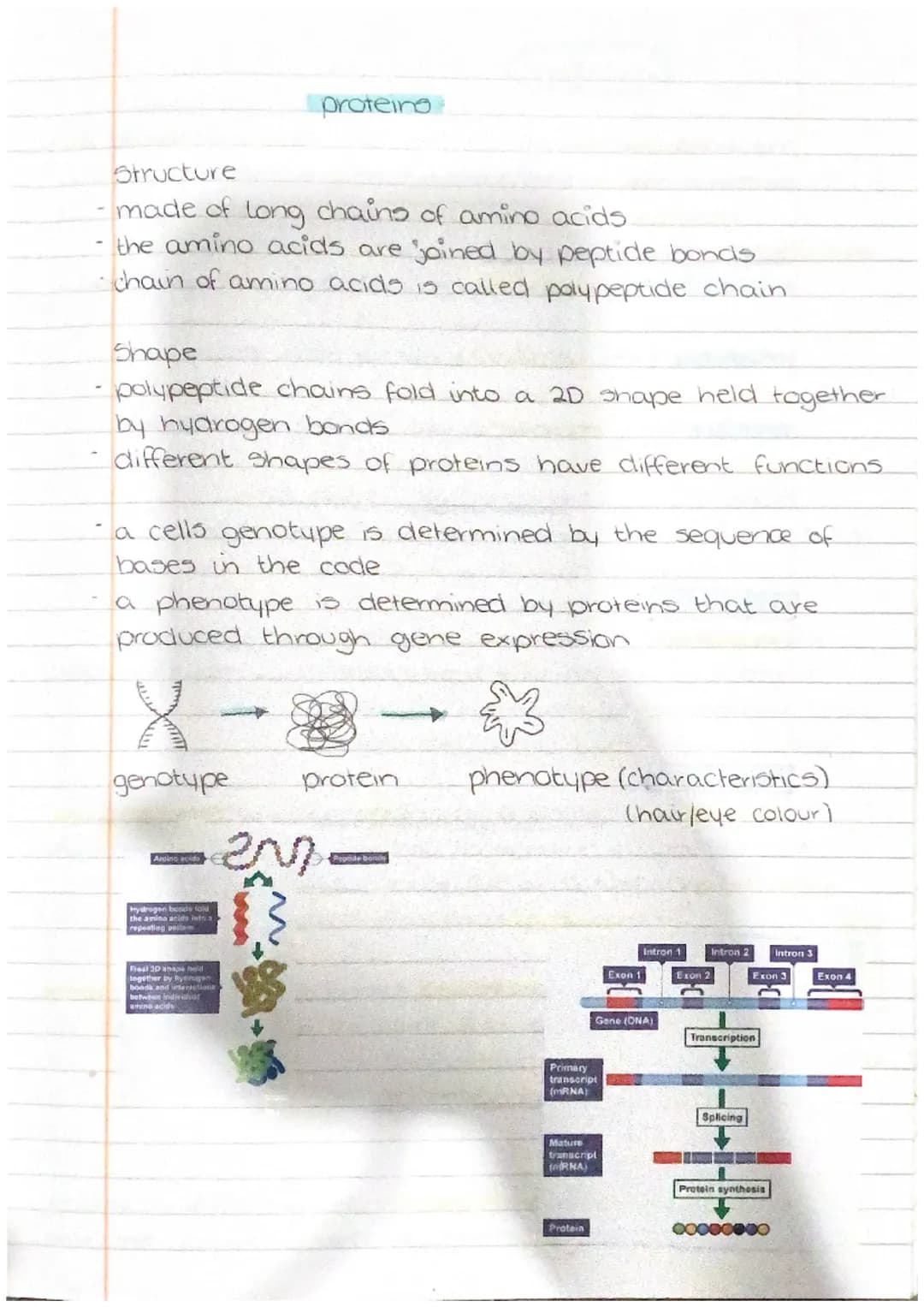 iHuman
cells clivision and differentiation of human cells
Somatic cells and Germline cells.
somatic cells any cell within the body other tha