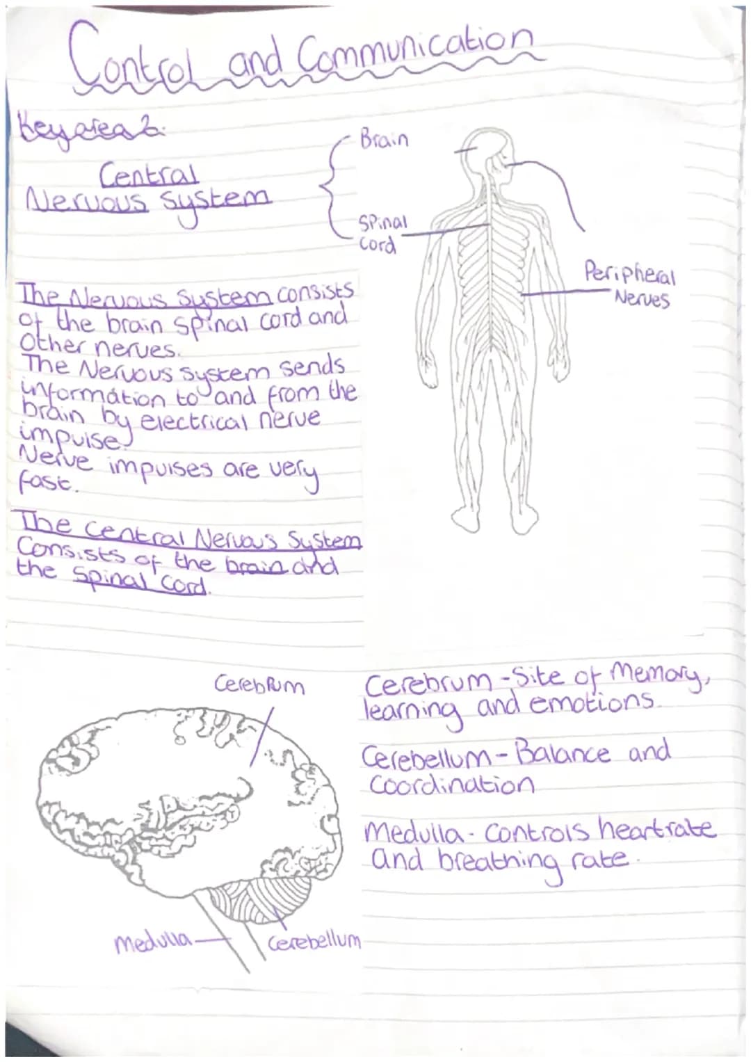 Control and Communication
Key area 2.
Central
Nervous
system
The Nervous Sustem consists
of the brain spinal cord and
brain
impuise
Nerve im