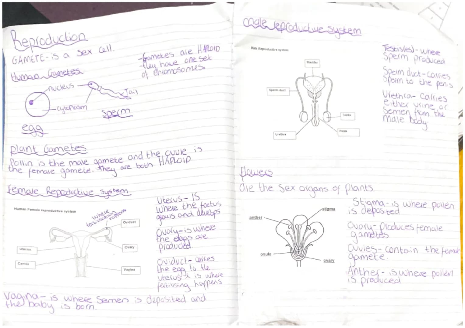 Control and Communication
Key area 2.
Central
Nervous
system
The Nervous Sustem consists
of the brain spinal cord and
brain
impuise
Nerve im