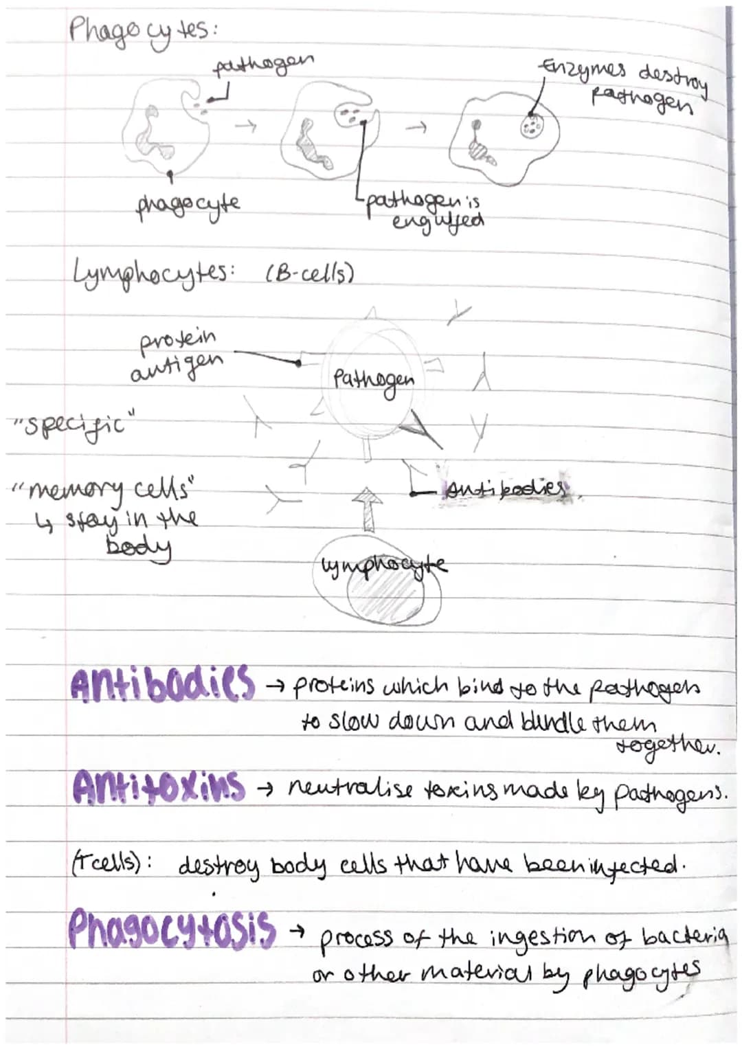 Biology
combined
science
Infection Response
pathogen
viruses
O
GCSE
AQA
+ microorganisms that cause disease
• bacteria oprotists
• fungi.
co