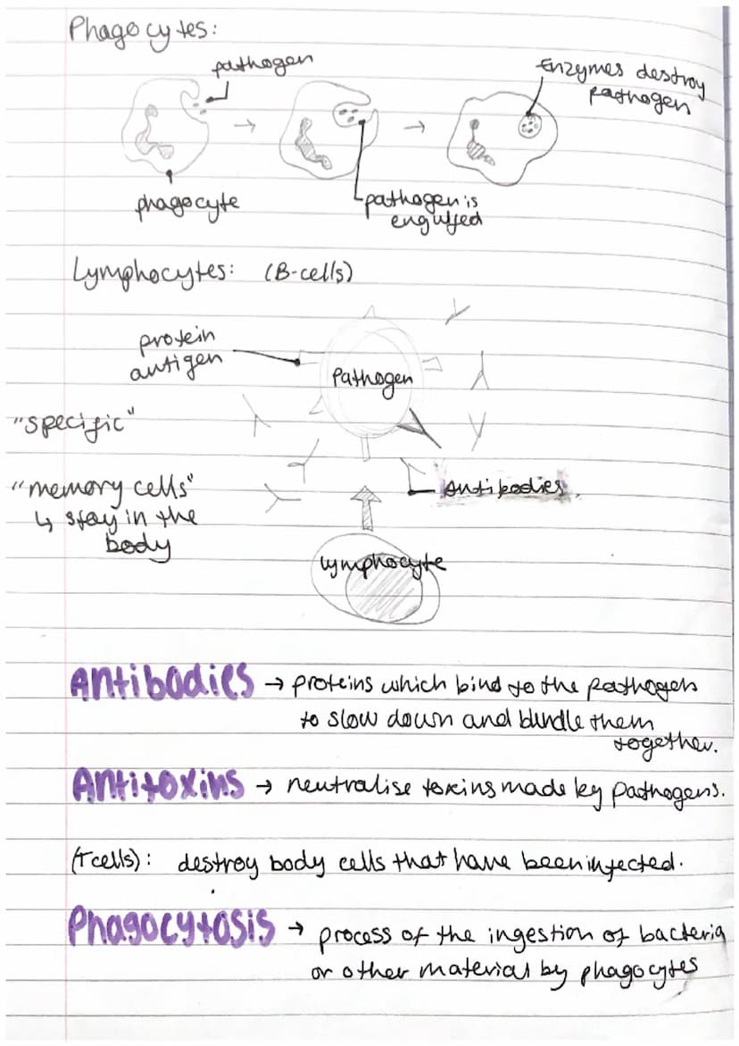 Biology
combined
science
Infection Response
pathogen
viruses
O
GCSE
AQA
+ microorganisms that cause disease
• bacteria oprotists
• fungi.
co