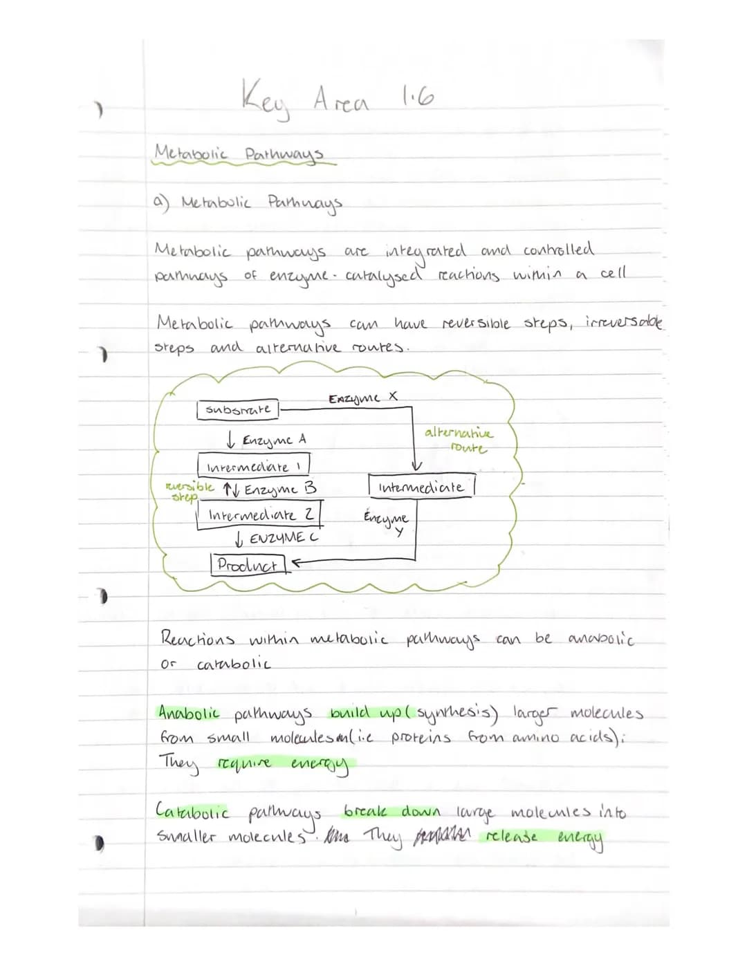 1
7
Key Area 1.6
Metabolic Pathways
(a) Metabolic Pathways.
Metabolic pathways are integrated and controlled
pathways of enzyme- catalysed r