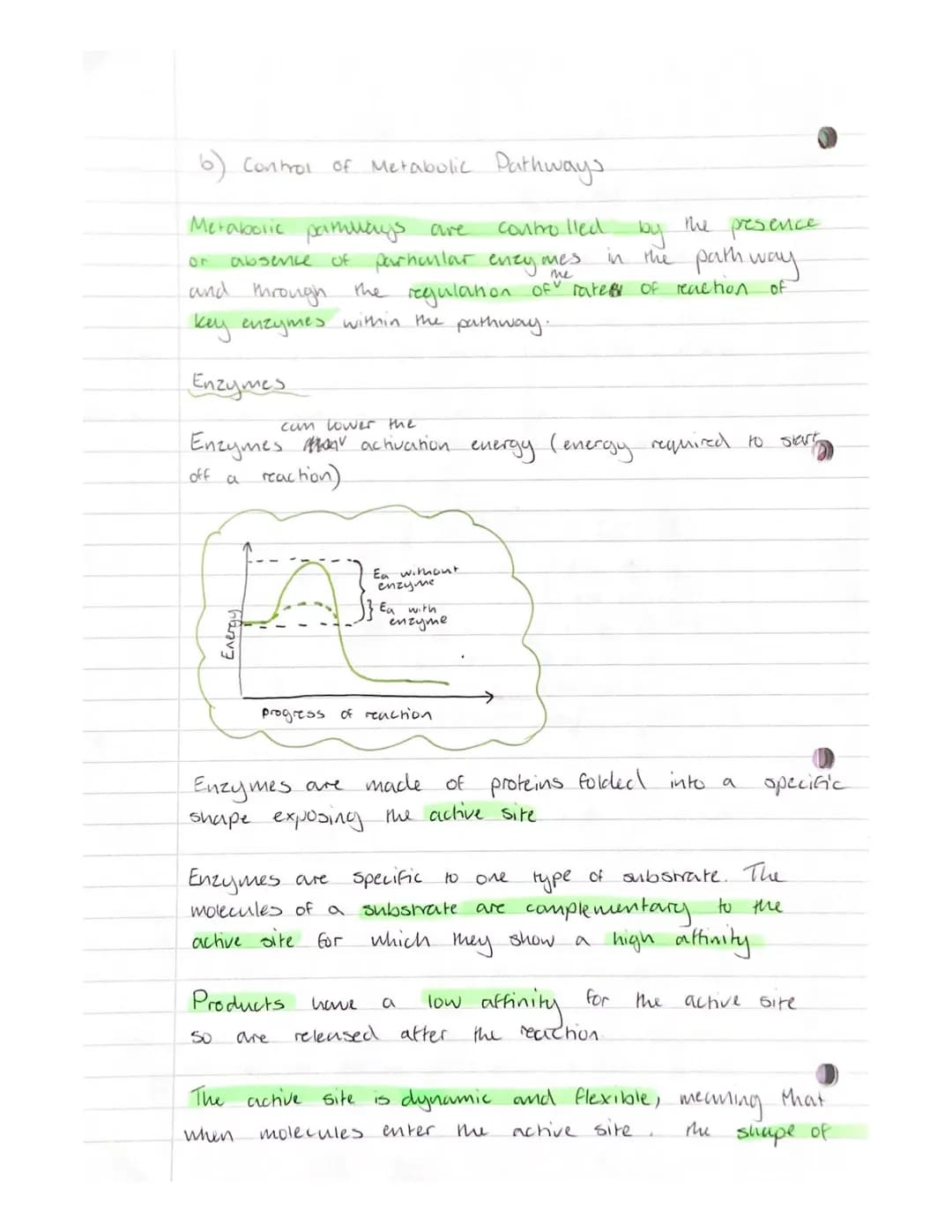 1
7
Key Area 1.6
Metabolic Pathways
(a) Metabolic Pathways.
Metabolic pathways are integrated and controlled
pathways of enzyme- catalysed r