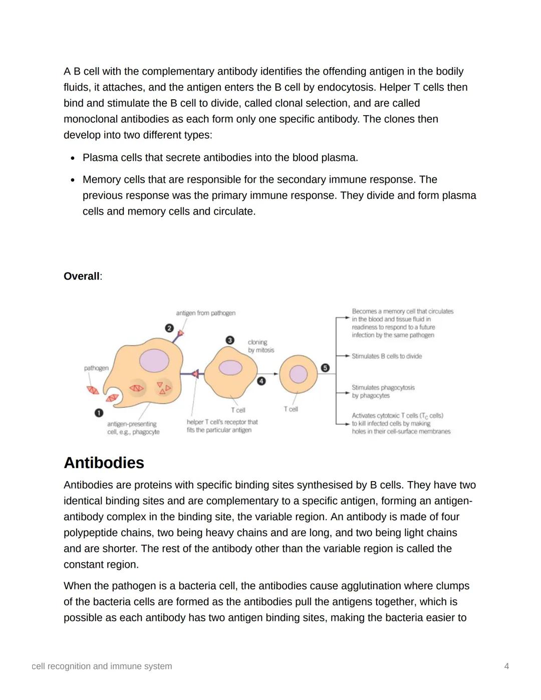 cell recognition and immune
system
Ⓒ Knowledge
→ Year
once
5050
Year 1
Immunity is when the body is prepared for a second encounter with a c