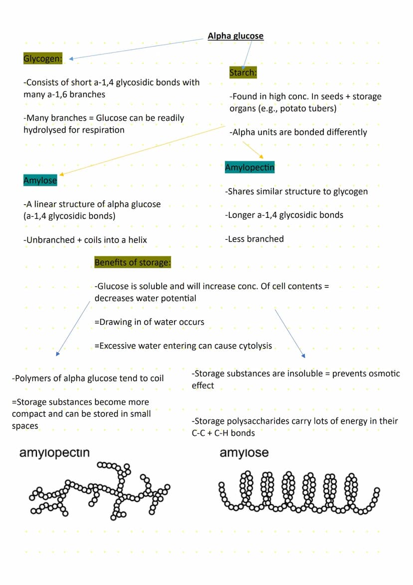 Carbohydrates
Carbohydrates -> Organic compounds containing C, H, and O
Monosaccharides -> Small organic molecules that acts as the
basic mo