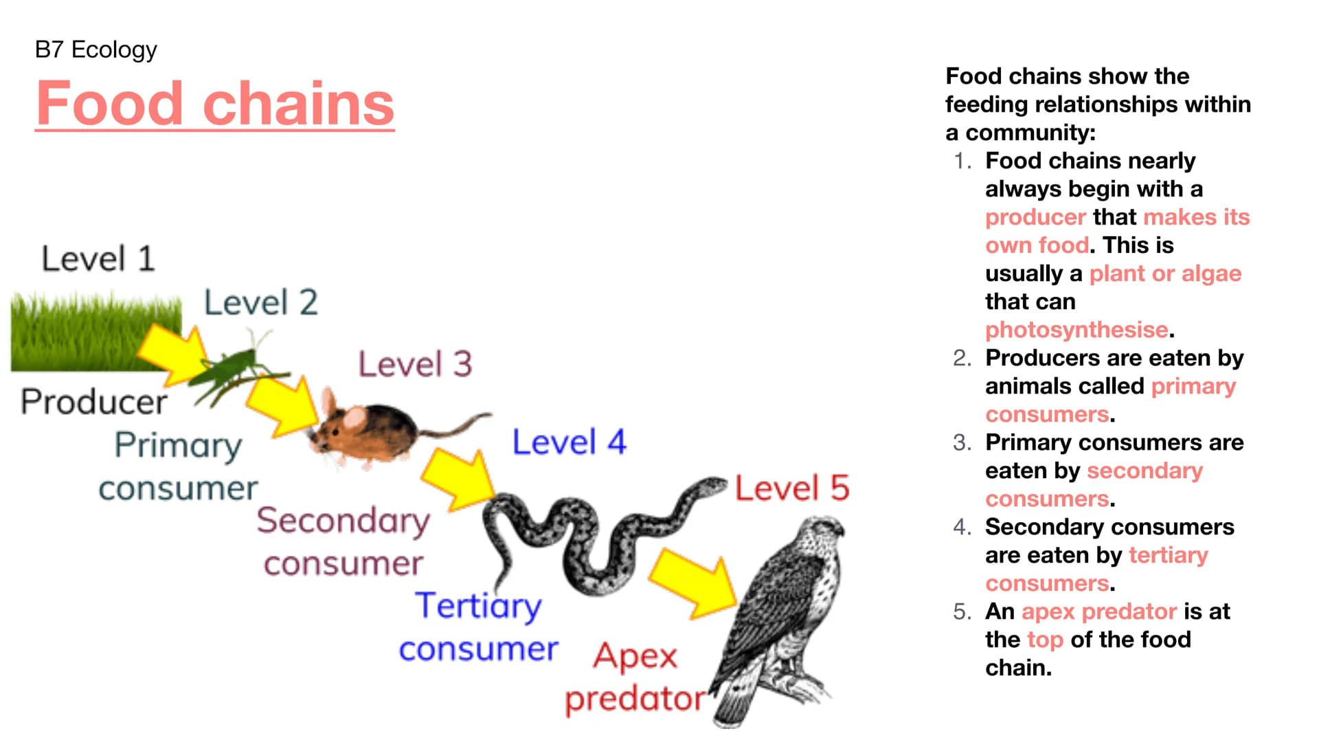 B7 Ecology
Food chains
Level 1
Producer
Level 2
Primary
consumer
Level 3
Secondary
consumer
Level 4
Tertiary
consumer Apex
predator
Level 5
