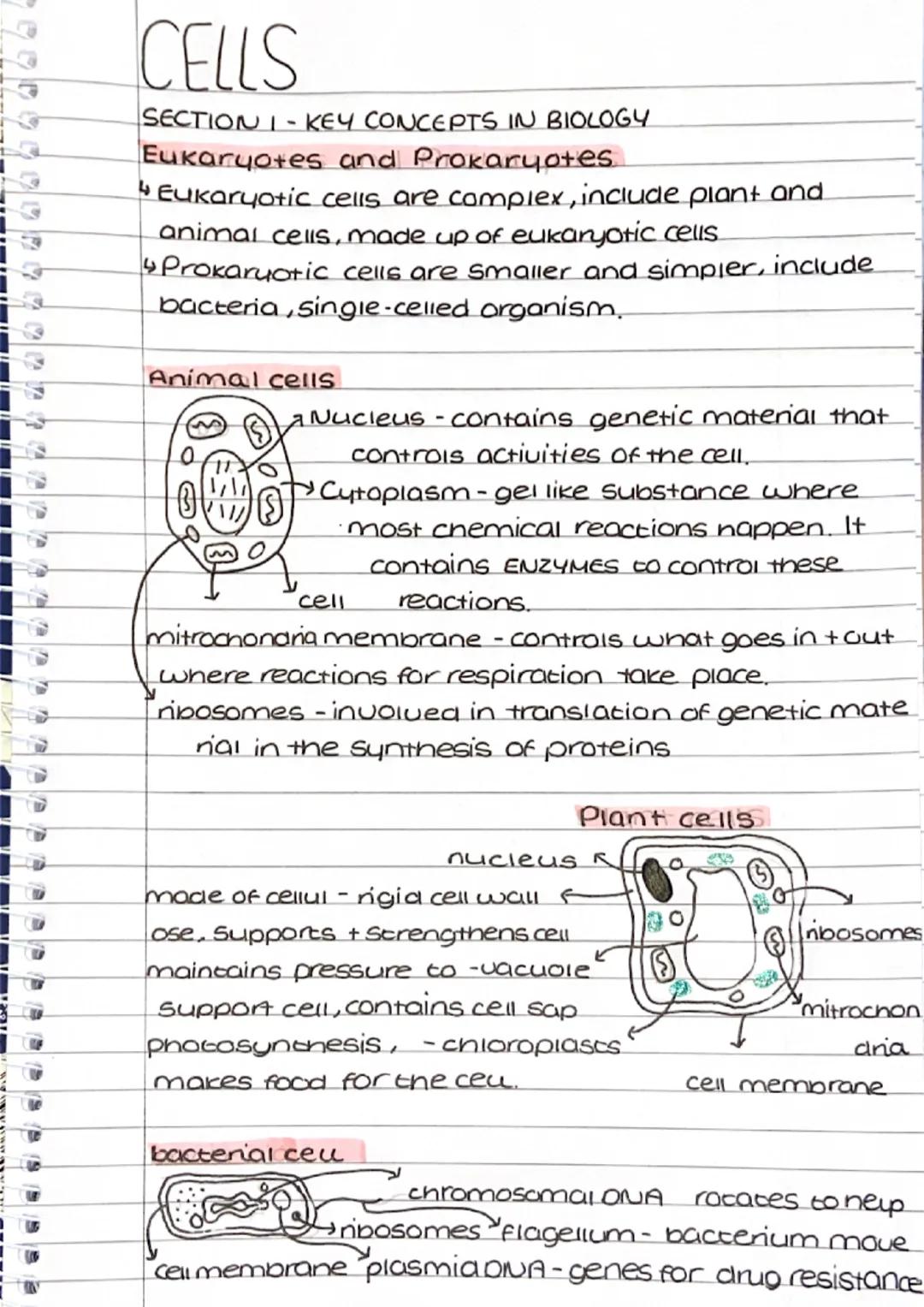 DSP
CELLS
SECTION I-KEY CONCEPTS IN BIOLOGY
Eukaryotes and Prokaryotes
↳ Eukaryotic cells are complex, include plant and
animal cells, made 