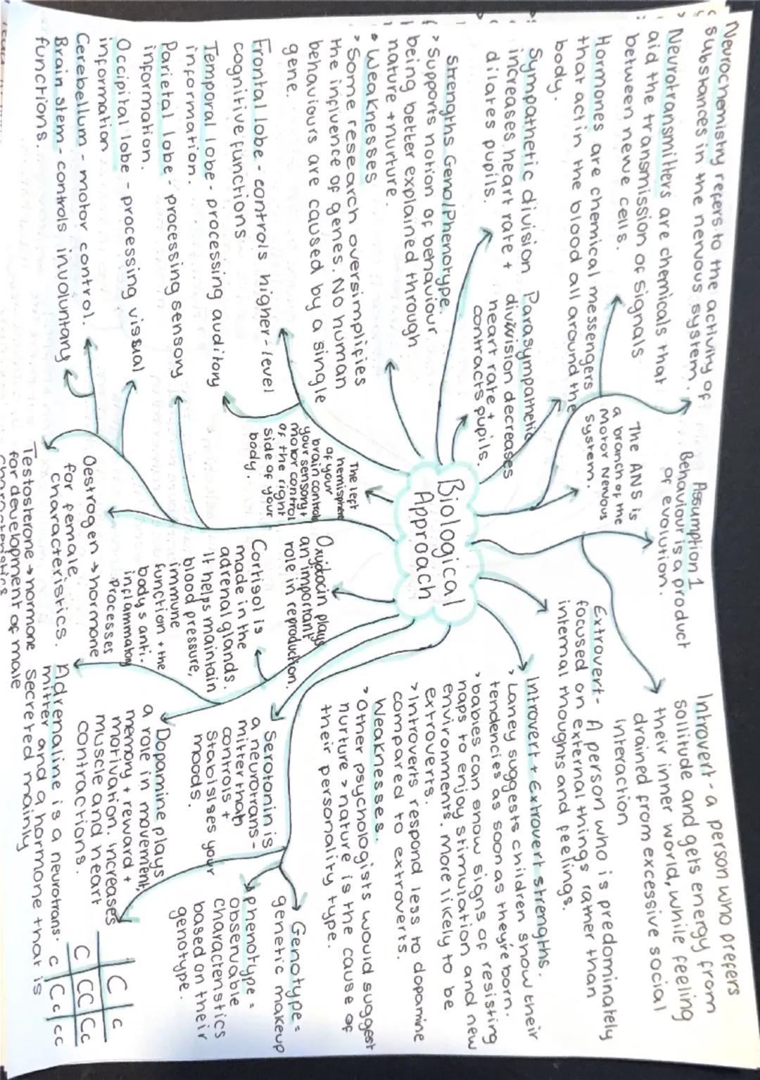 Margaret Mead conducted a study of cutural
differences in Papua New Guinea.
> Arapesh people gentle, responsive.
Mundugumor people violent, 