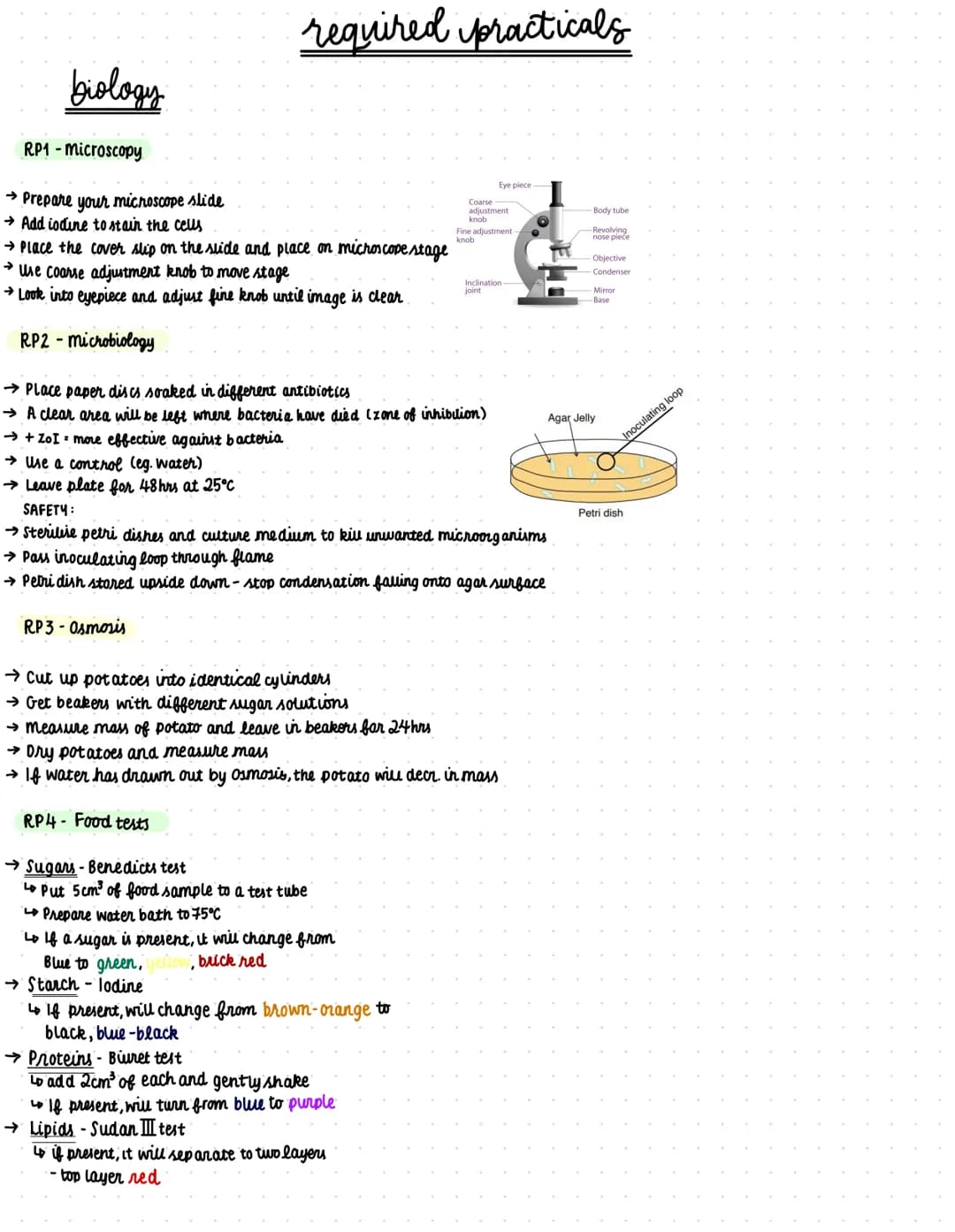 biology
RP1-microscopy
→ Prepare your microscope slide
→Add iodine to stain the cells
→ Place the cover slip on the slide and place on micro