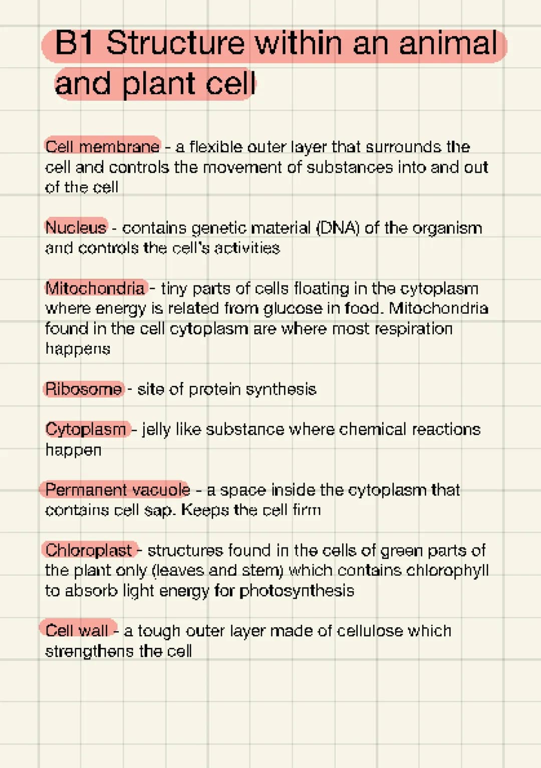 B1 cell structure functions 