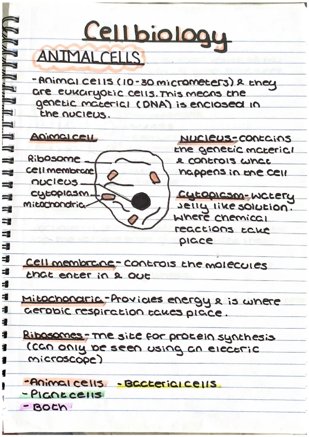 #
E
1
Cell biology
ANIMALCELLS
-Animal cells (10-30 micrometers) & they
are eukaryotic cells. This means the
genetic material (DNA) is enclo