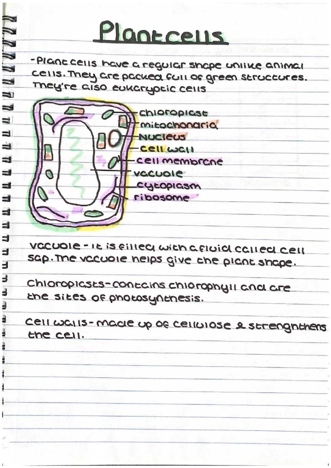 #
E
1
Cell biology
ANIMALCELLS
-Animal cells (10-30 micrometers) & they
are eukaryotic cells. This means the
genetic material (DNA) is enclo