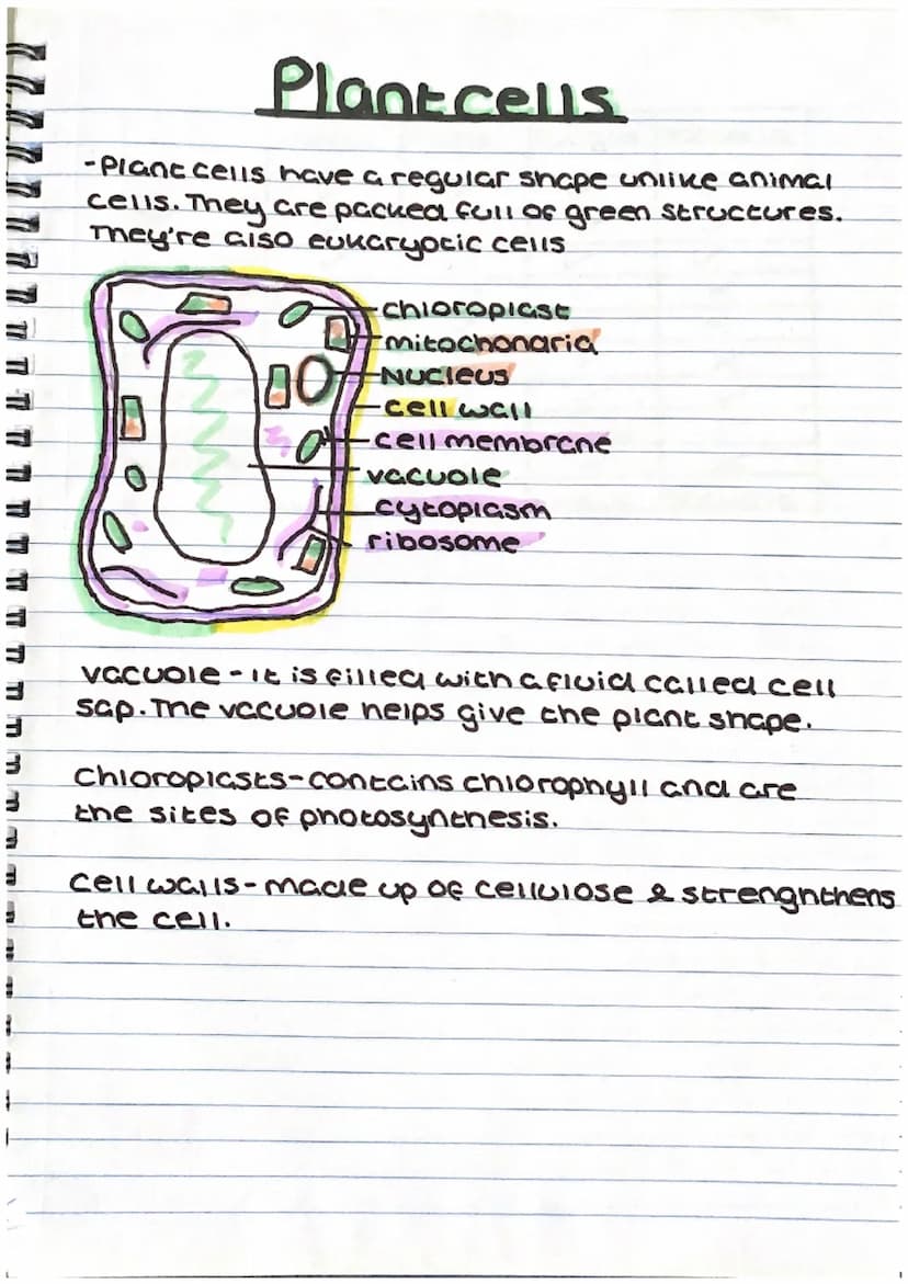 #
E
1
Cell biology
ANIMALCELLS
-Animal cells (10-30 micrometers) & they
are eukaryotic cells. This means the
genetic material (DNA) is enclo