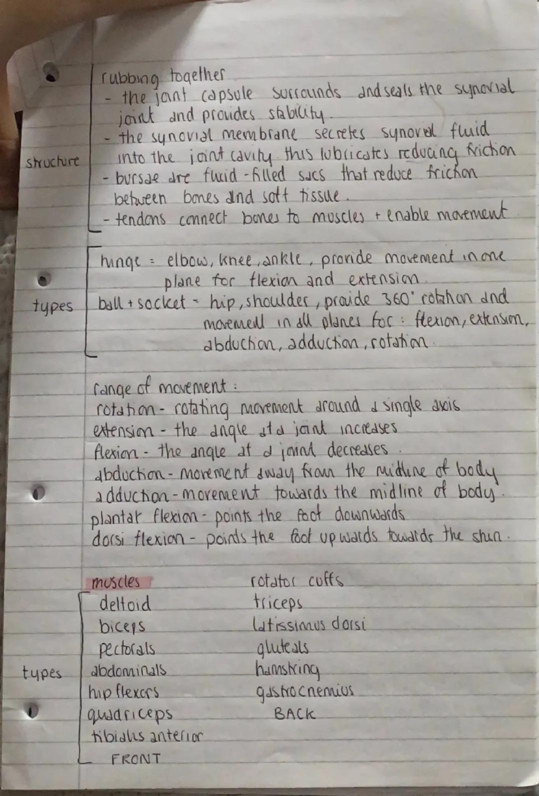 PE PAPER 1

the skeleton
Cranium skull
sternum- breastbone
scapula shoulder blade
humerus - upper arm
parts Ulna+radius- forearm
femur-thigh