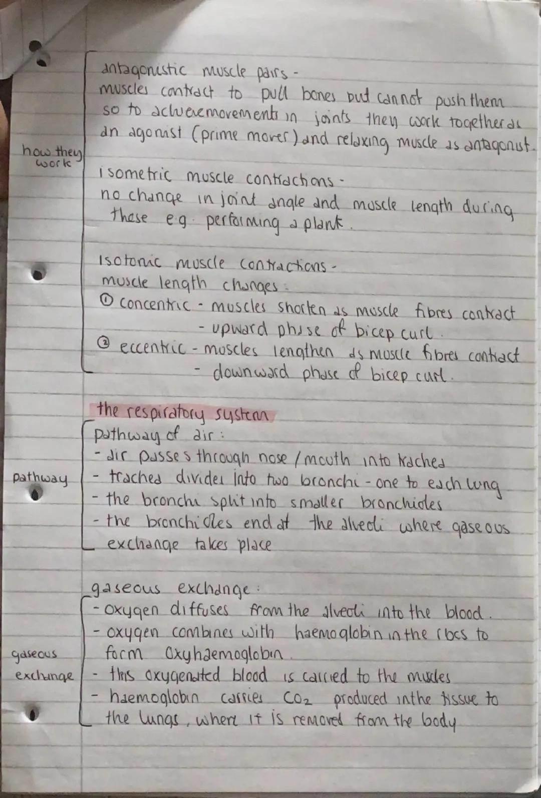 PE PAPER 1

the skeleton
Cranium skull
sternum- breastbone
scapula shoulder blade
humerus - upper arm
parts Ulna+radius- forearm
femur-thigh