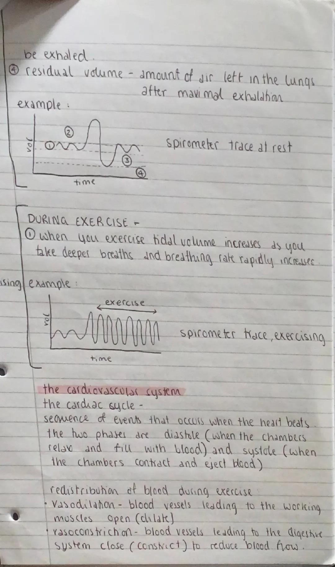 PE PAPER 1

the skeleton
Cranium skull
sternum- breastbone
scapula shoulder blade
humerus - upper arm
parts Ulna+radius- forearm
femur-thigh