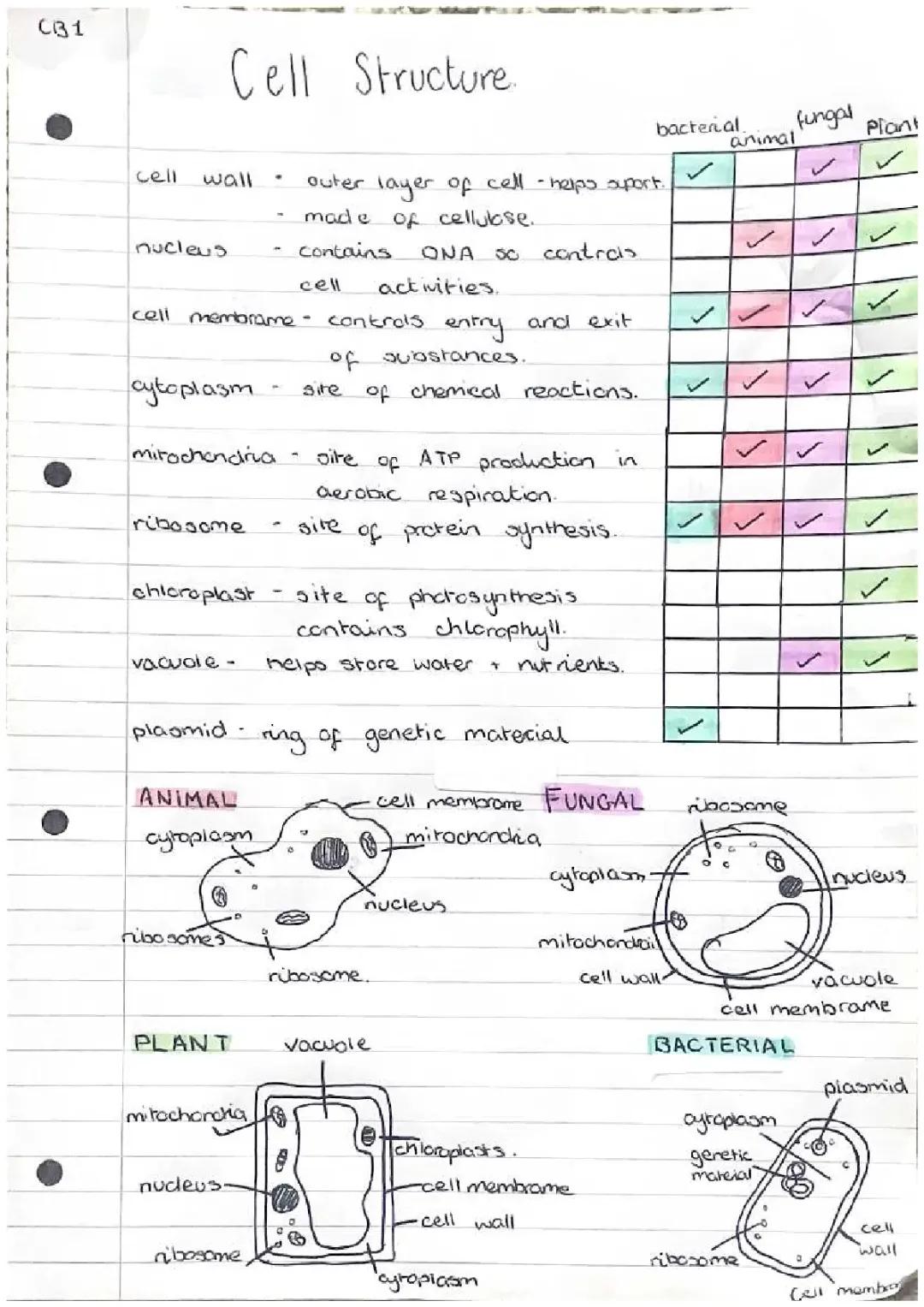 National 5 Cell Biology Notes PDF | Easy Study Guide