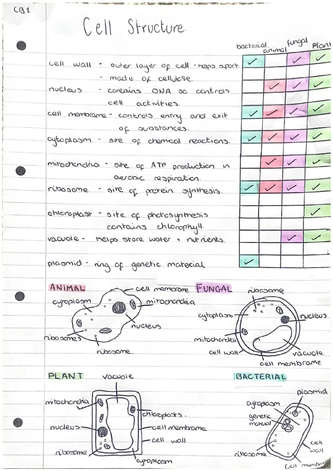 C31
cell
Cell
wall
nucleus
cytoplasm
mitochondria
ribosome
chloroplast
cell membrame- controls entry and exit
of substances.
vacuole -
ribos