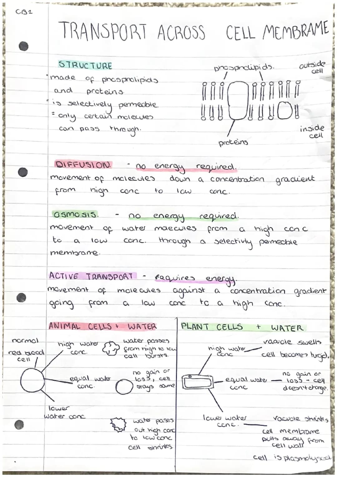 C31
cell
Cell
wall
nucleus
cytoplasm
mitochondria
ribosome
chloroplast
cell membrame- controls entry and exit
of substances.
vacuole -
ribos