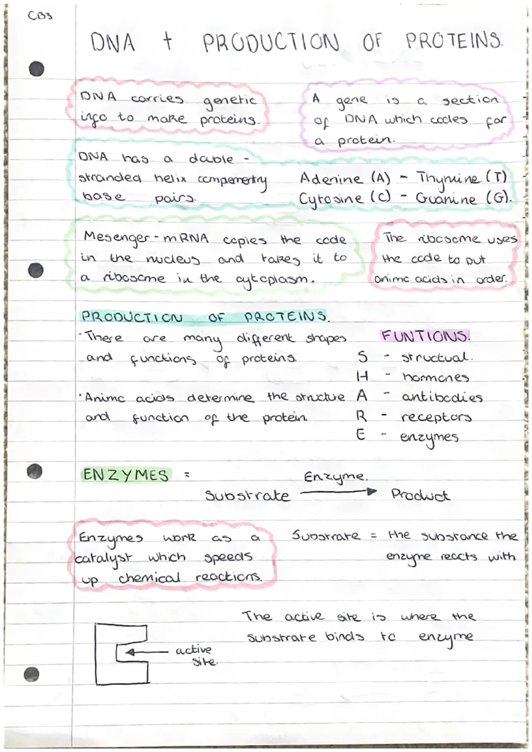 C31
cell
Cell
wall
nucleus
cytoplasm
mitochondria
ribosome
chloroplast
cell membrame- controls entry and exit
of substances.
vacuole -
ribos