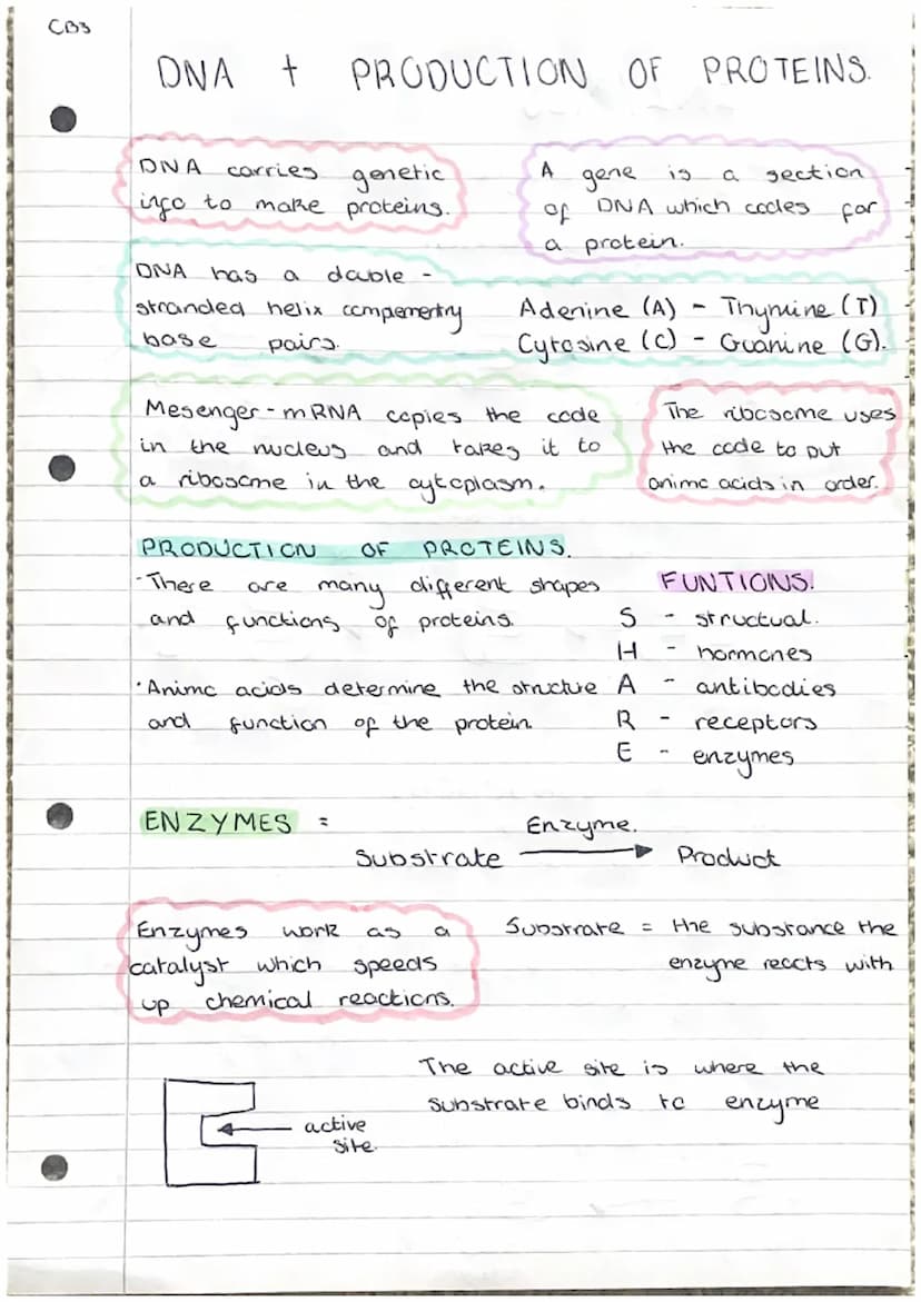 C31
cell
Cell
wall
nucleus
cytoplasm
mitochondria
ribosome
chloroplast
cell membrame- controls entry and exit
of substances.
vacuole -
ribos