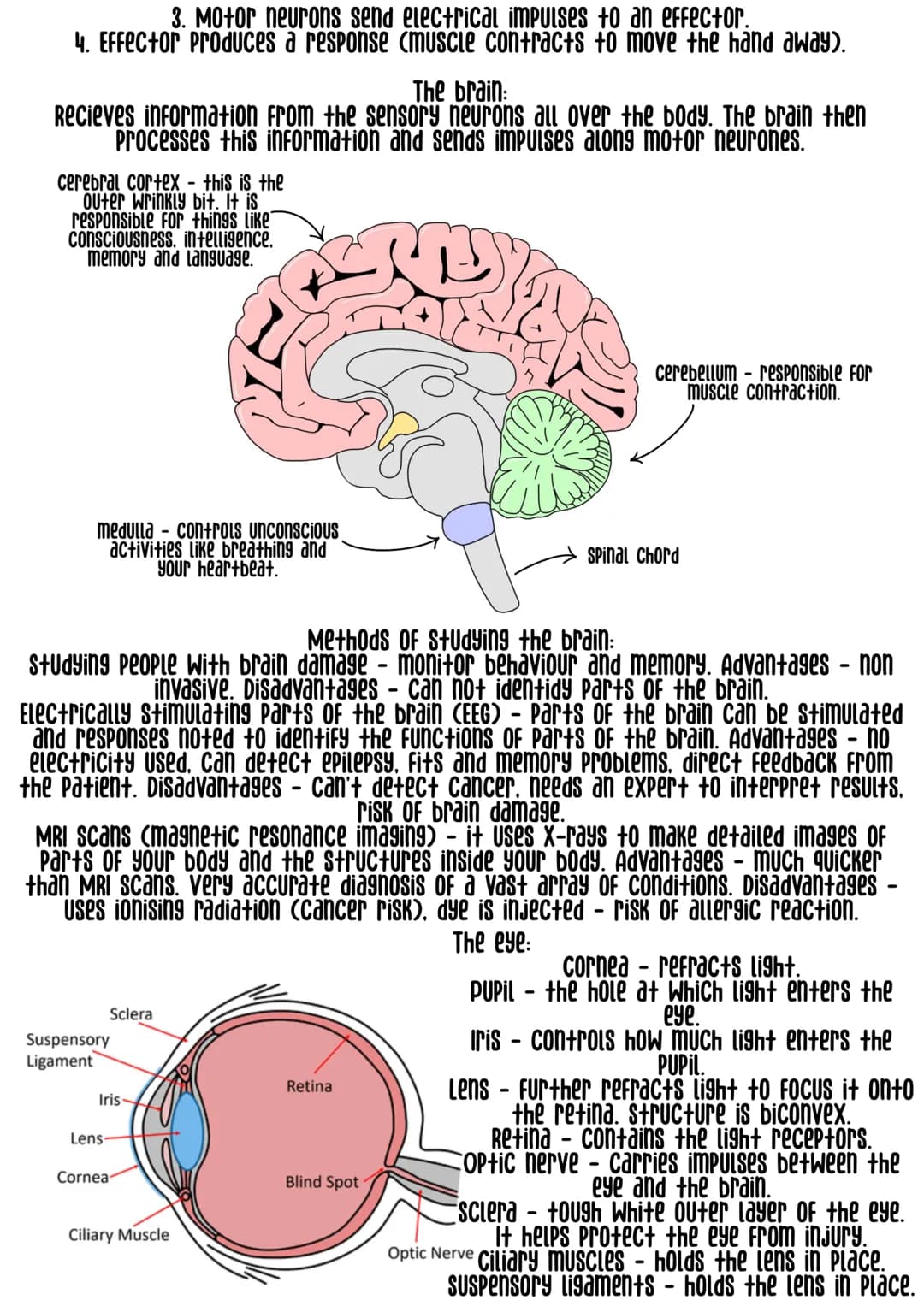 Explore the Nervous System and Homeostasis for GCSE: Fun Notes and Exam Tips!