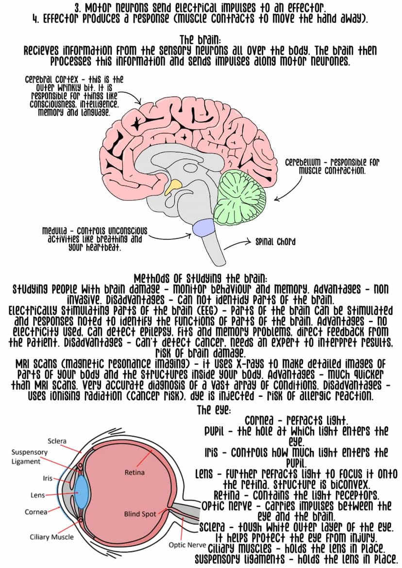 Homeostasis the regulation of the internal conditions of an organism to maintain
Optimum condition for function.
Main internal control syste