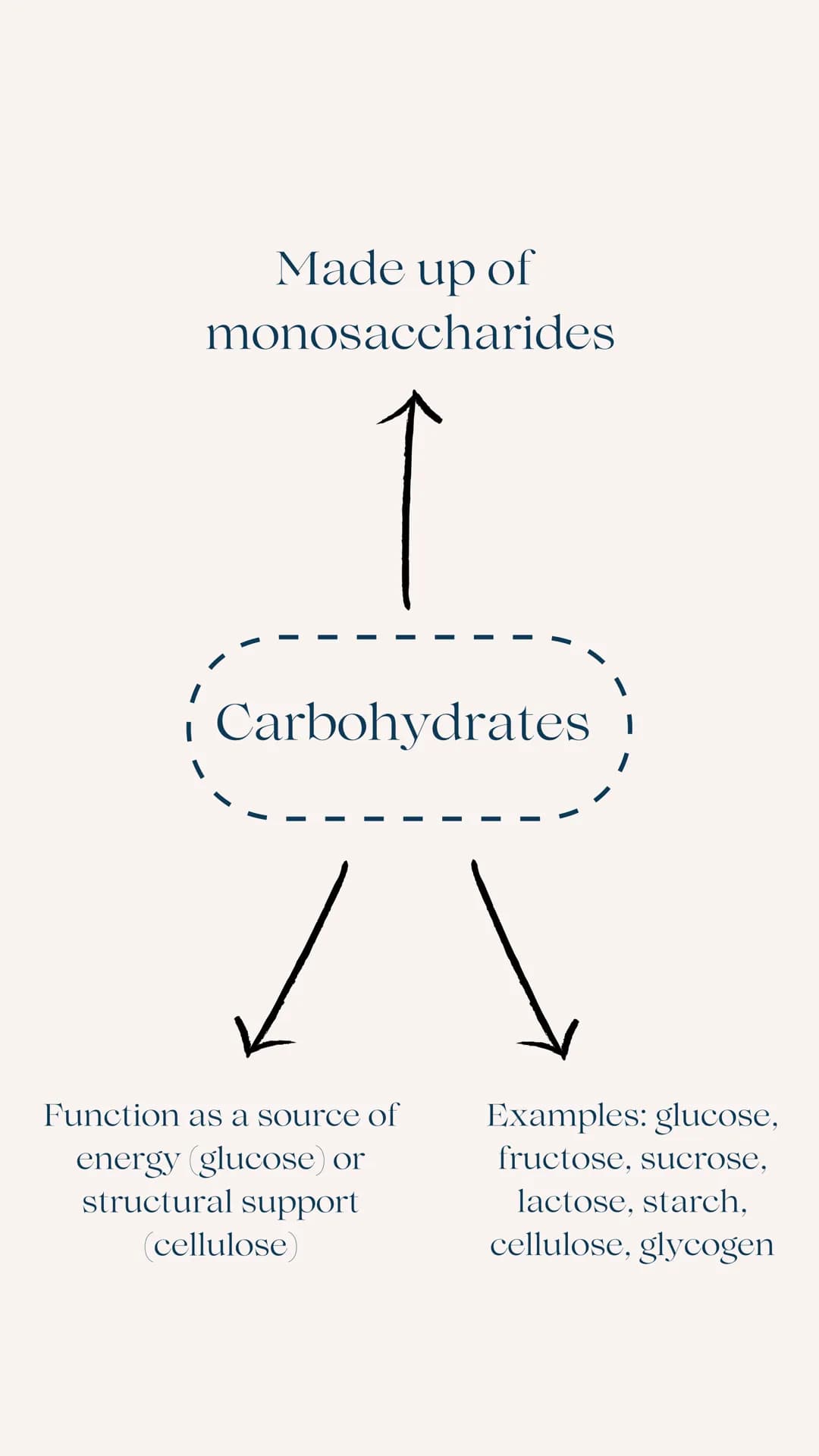 A Level
AQA BIOLOGY
BIOLOGICAL MOLECULES
REVISION GUIDE Made up of
monosaccharides
Carbohydrates i
✓
Function as a source of
energy (glucose