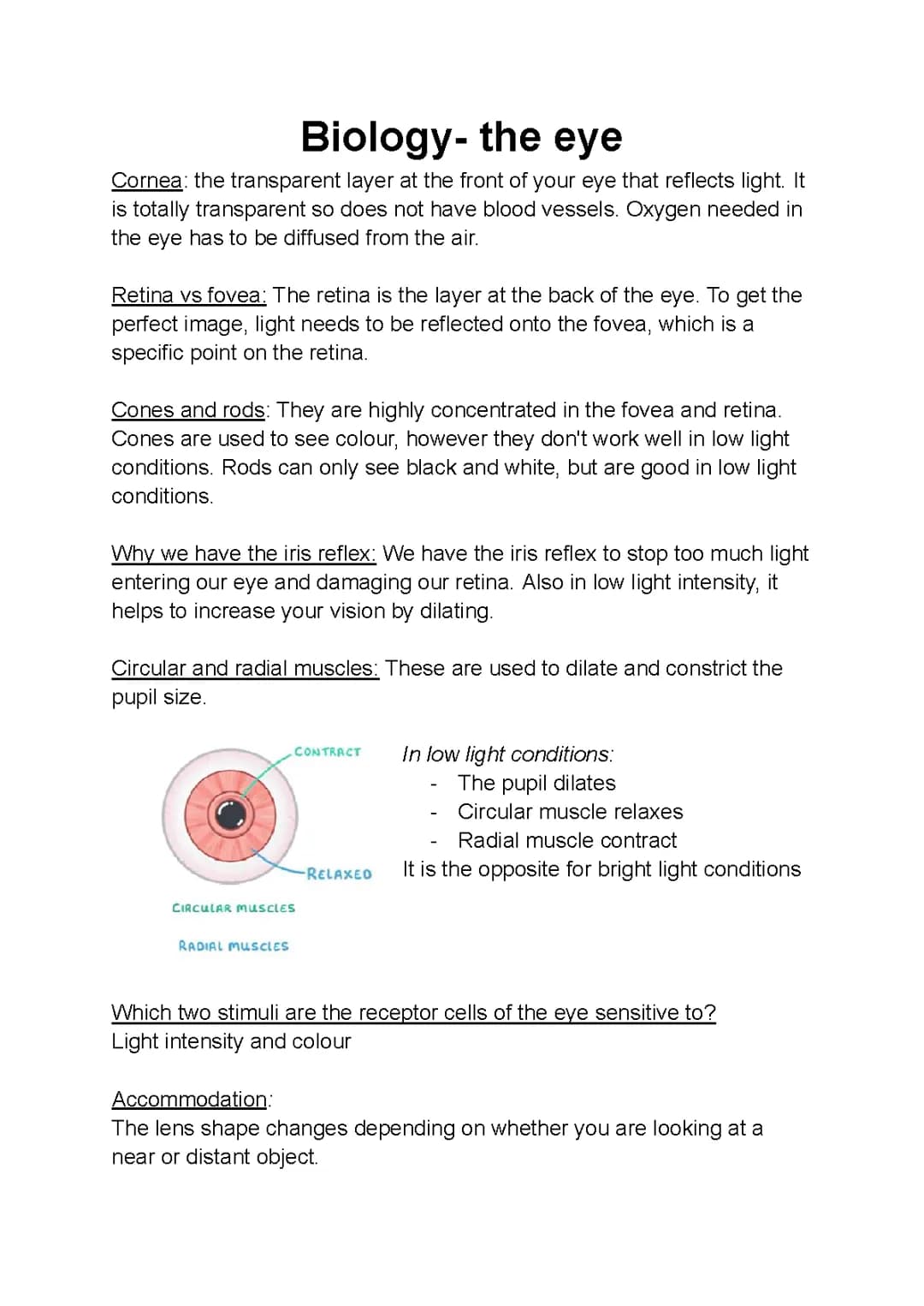 How Your Eyes Work: Cornea, Retina, and Fixing Blurry Vision