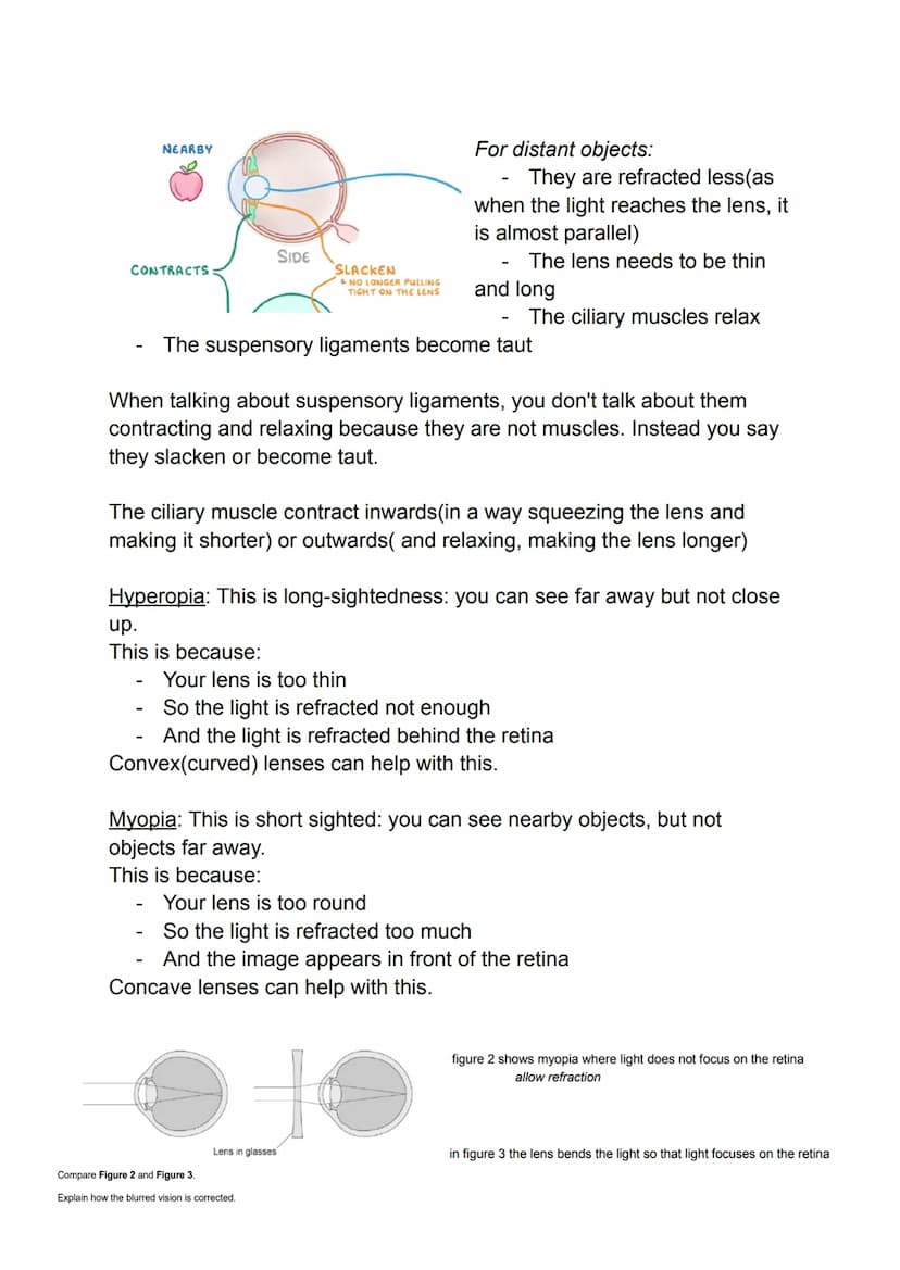 Biology- the eye
Cornea: the transparent layer at the front of your eye that reflects light. It
is totally transparent so does not have bloo
