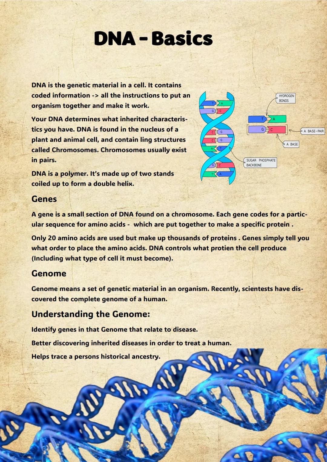 DNA-Basics
DNA is the genetic material in a cell. It contains
coded information -> all the instructions to put an
organism together and make
