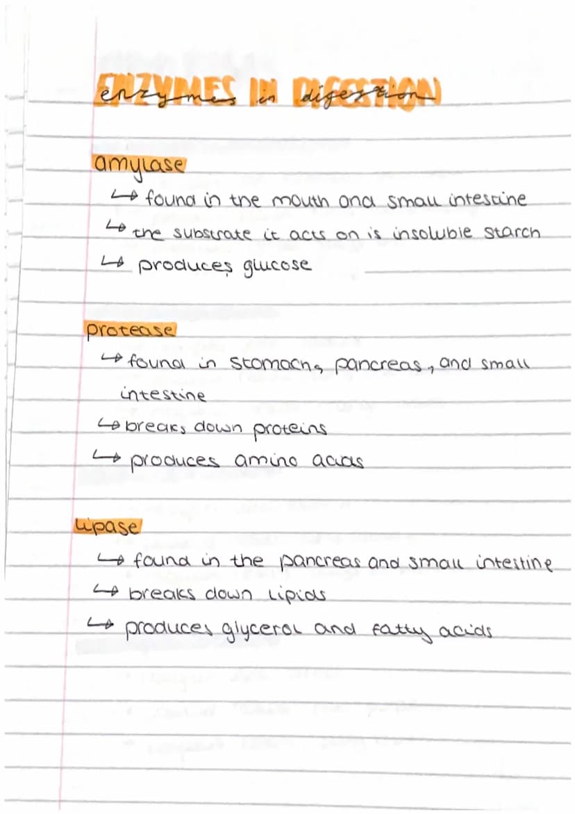 DIGESTIVE SYSTEN
Salivary gland produces amylase enzyme in the saliva.
liver: bule is produced, neutralises stomach acid
and emulsifies fats