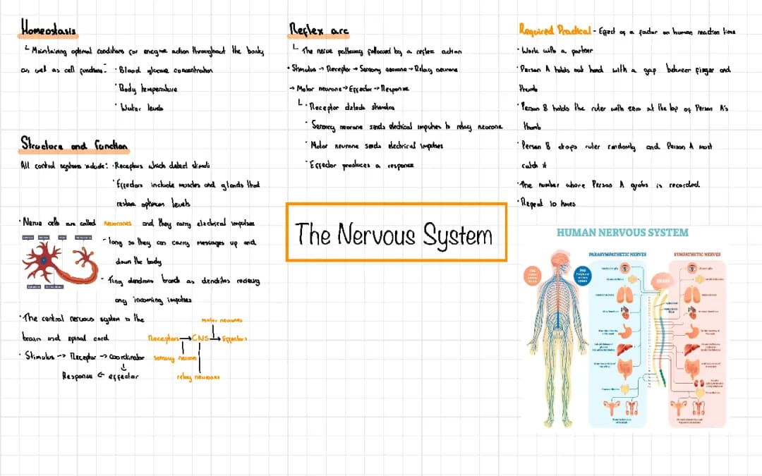 The Nervous System - GCSE