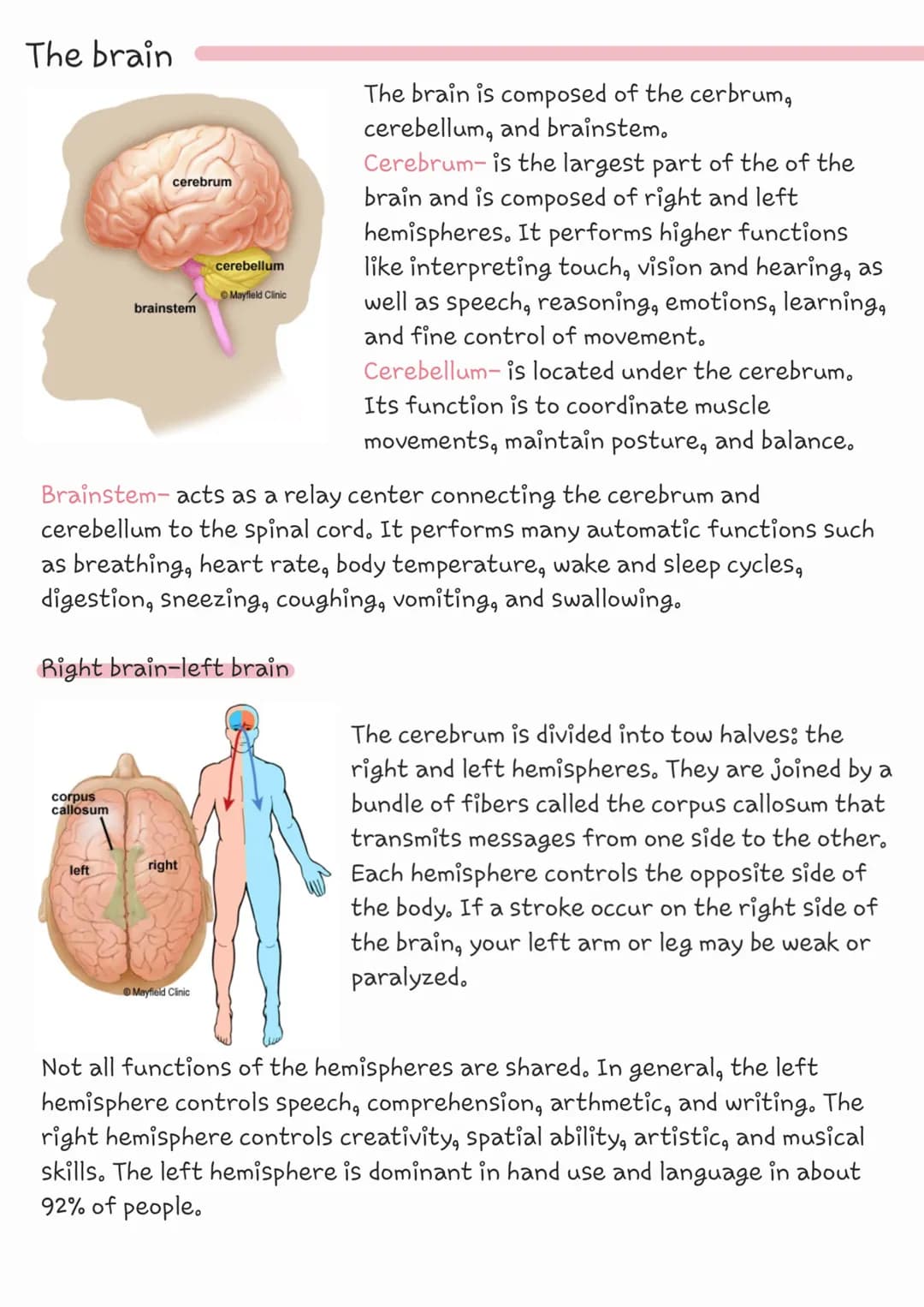 The brain
cerebrum
corpus
callosum
brainstem
left
Brainstem-acts as a relay center connecting the cerebrum and
cerebellum to the spinal cord