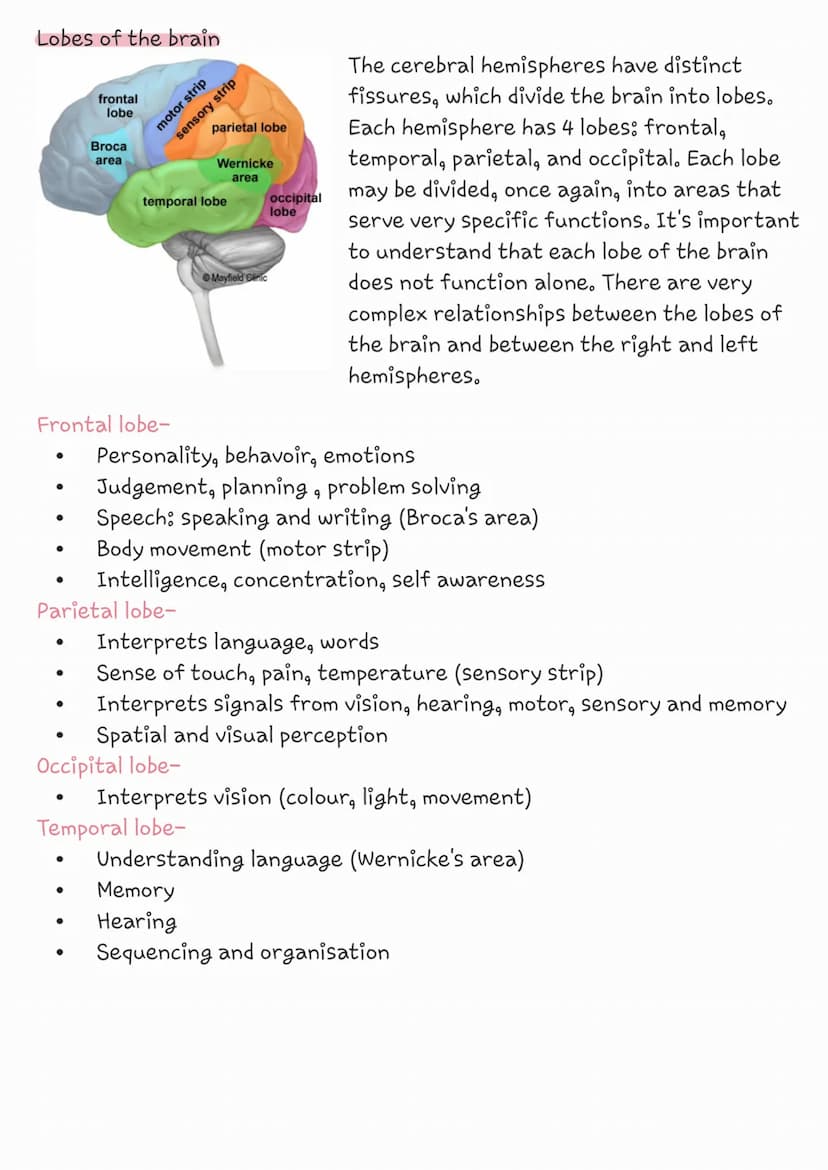 The brain
cerebrum
corpus
callosum
brainstem
left
Brainstem-acts as a relay center connecting the cerebrum and
cerebellum to the spinal cord