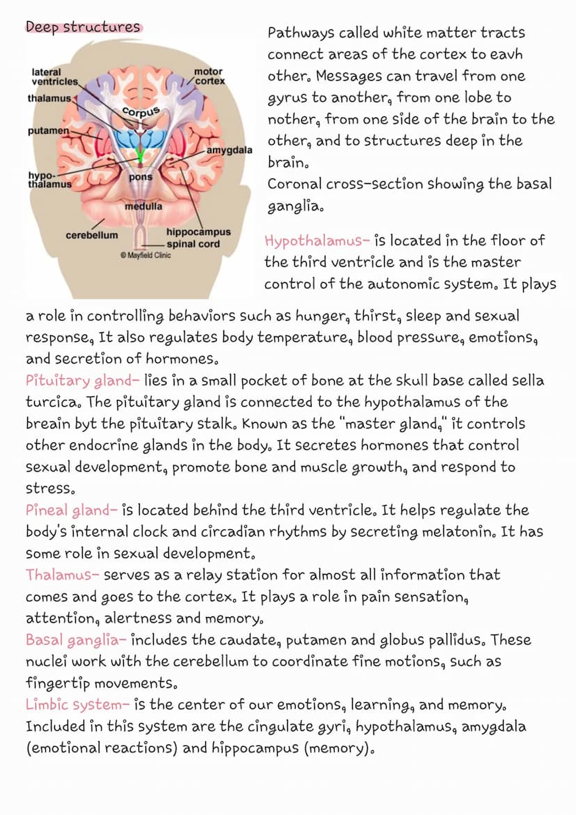 The brain
cerebrum
corpus
callosum
brainstem
left
Brainstem-acts as a relay center connecting the cerebrum and
cerebellum to the spinal cord