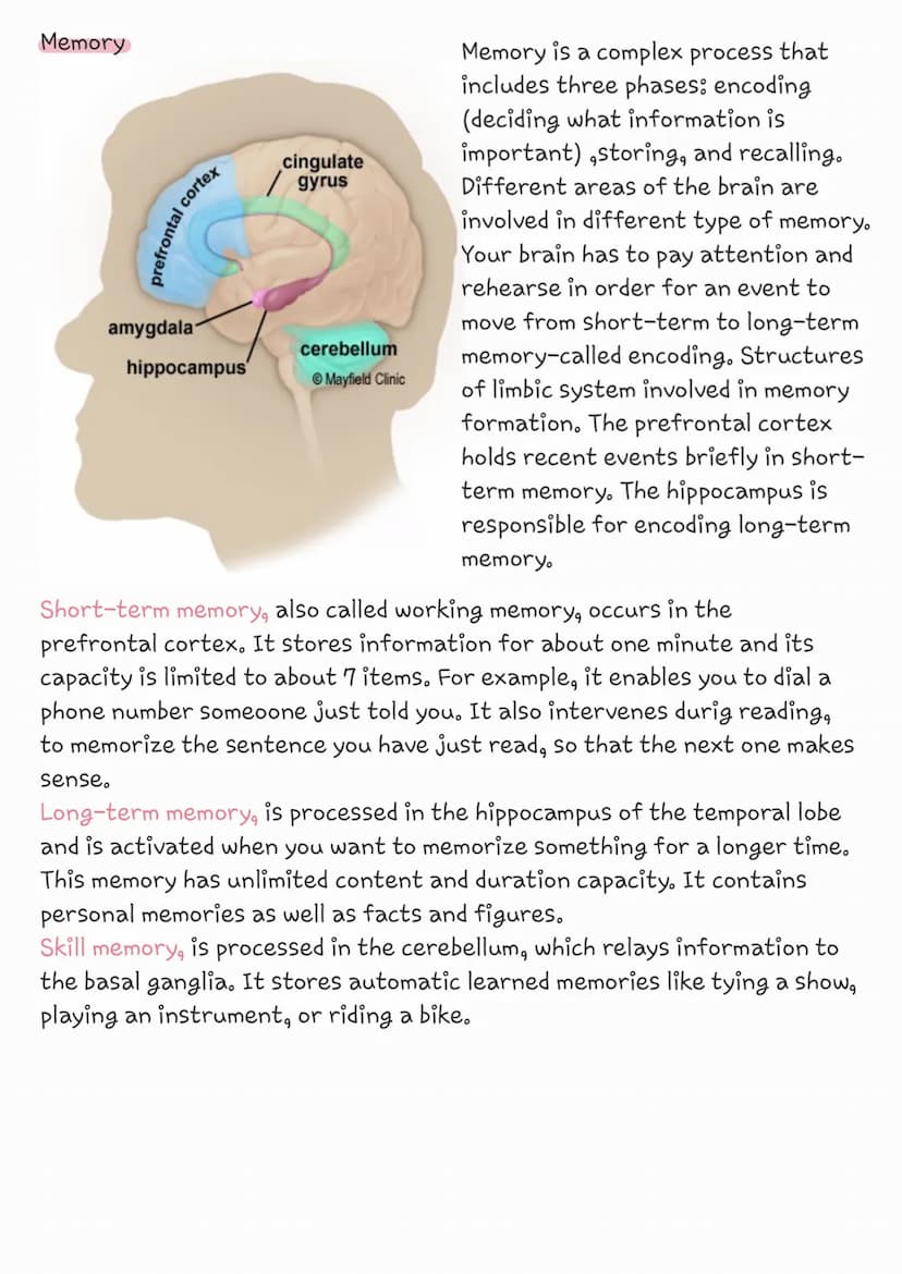 The brain
cerebrum
corpus
callosum
brainstem
left
Brainstem-acts as a relay center connecting the cerebrum and
cerebellum to the spinal cord
