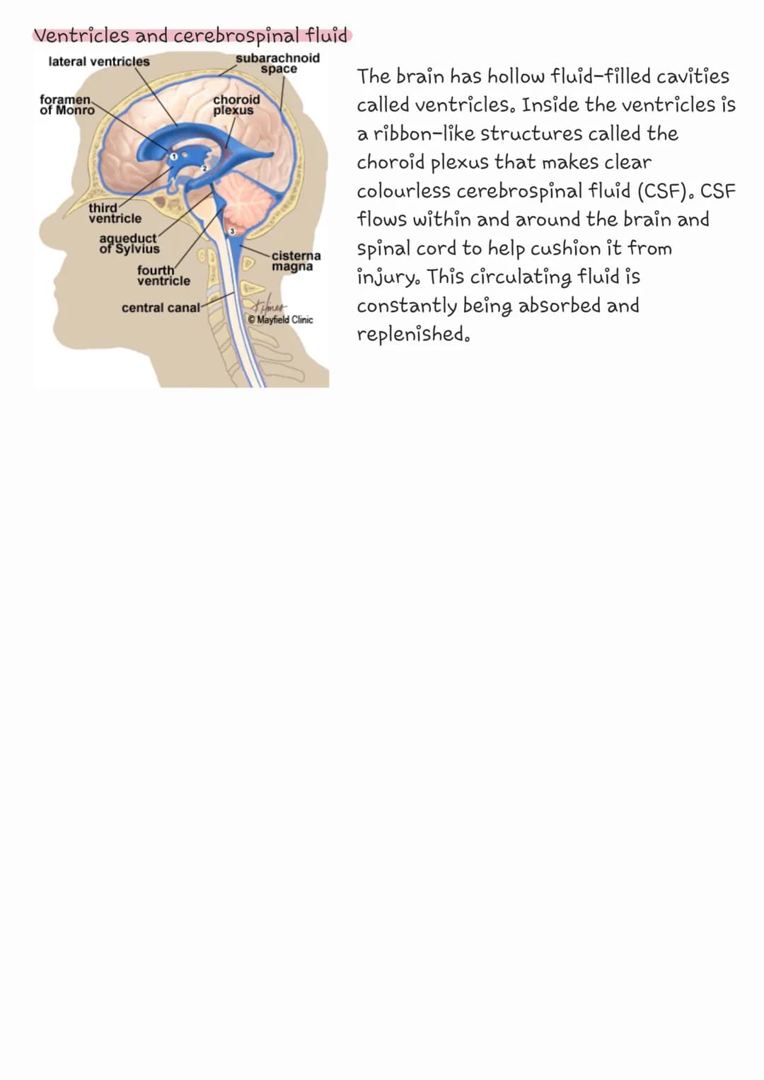The brain
cerebrum
corpus
callosum
brainstem
left
Brainstem-acts as a relay center connecting the cerebrum and
cerebellum to the spinal cord