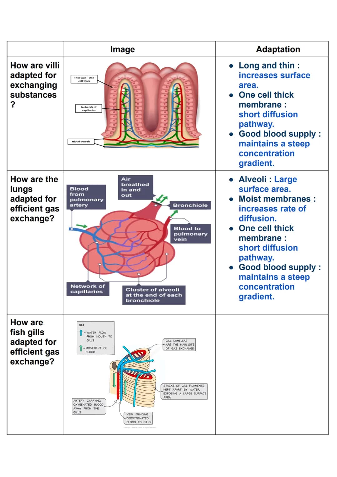Specialised cell
Sperm cell
Red blood cell
Muscle cell
Nerve cell
Root hair cell
BIOLOGY PAPER 1
Function
fertilise an
ovum(egg)
Transport o