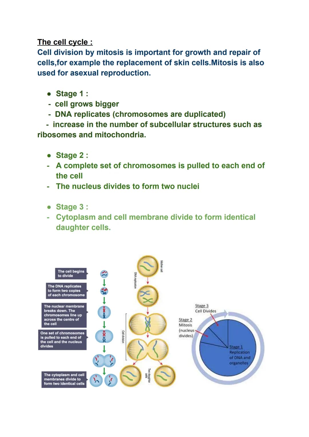 Specialised cell
Sperm cell
Red blood cell
Muscle cell
Nerve cell
Root hair cell
BIOLOGY PAPER 1
Function
fertilise an
ovum(egg)
Transport o