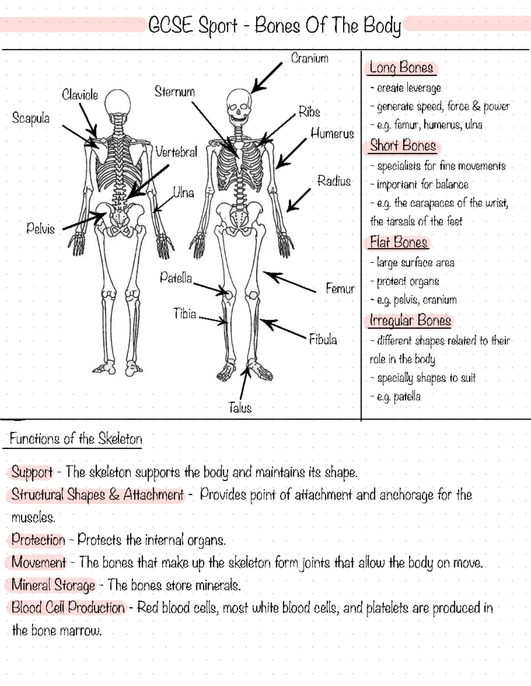 GCSE PE - Functions & Types of Bones in the Skeleton
