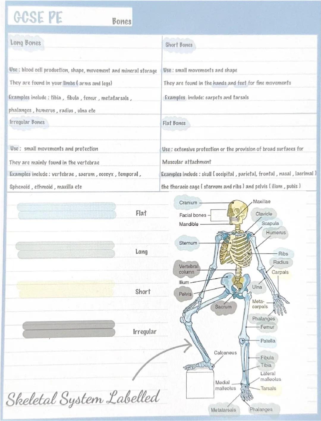 # GCSE PE

Bones

Long Bones

Short Bones

Use: blood cell production, shape, movement and mineral storage Use: small movements and shape

T
