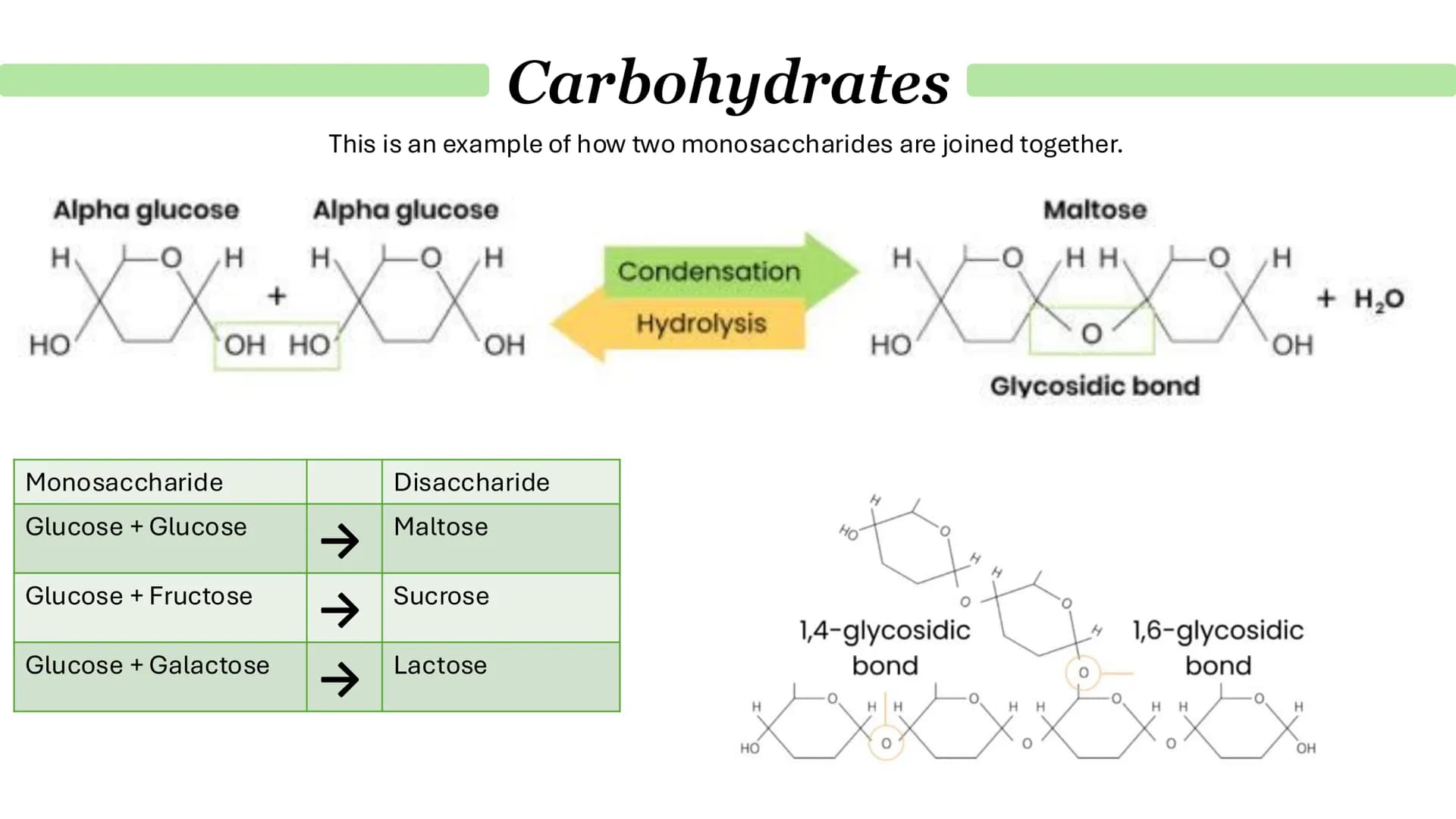 What are monosaccharides?
Carbohydrates
● Monomers from which larger carbohydrates are made.
For example:
•
.
Glucose
Fructose
Galactose
Wha