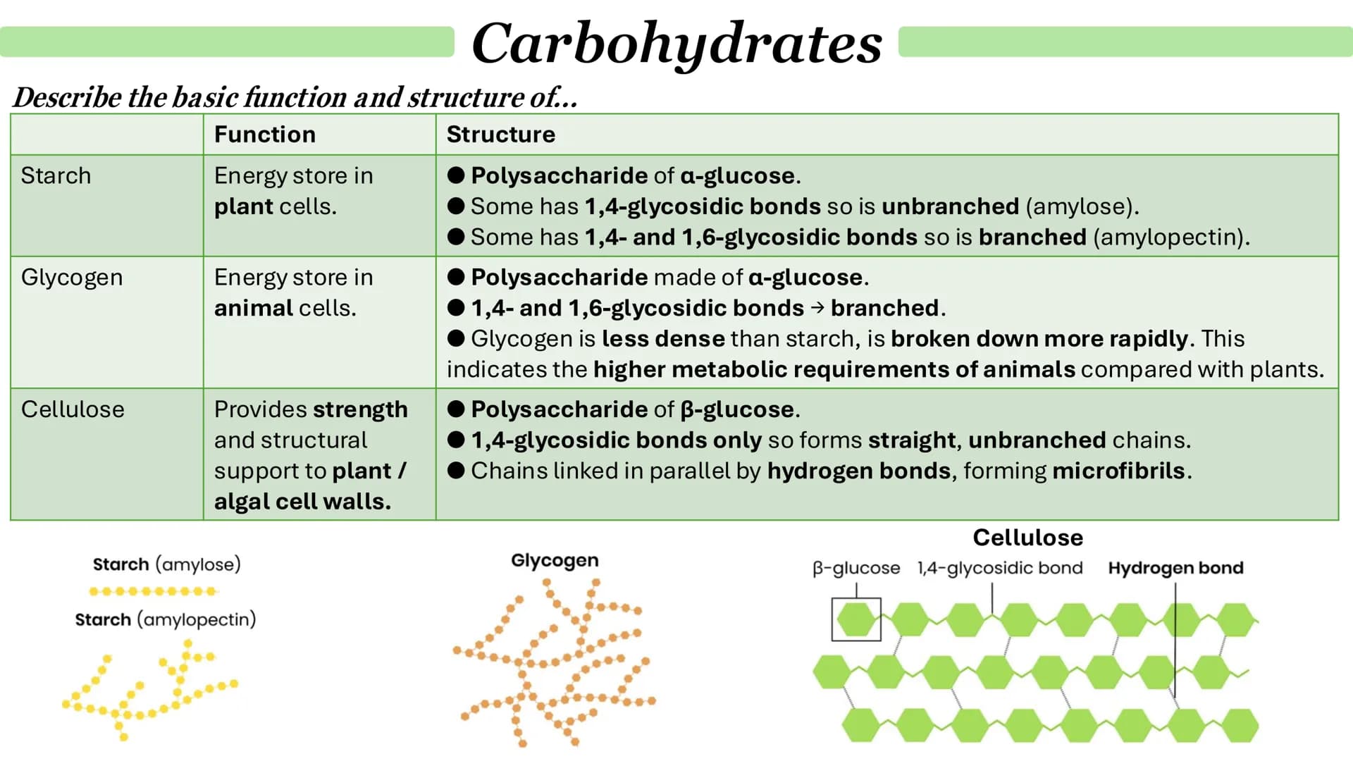 What are monosaccharides?
Carbohydrates
● Monomers from which larger carbohydrates are made.
For example:
•
.
Glucose
Fructose
Galactose
Wha