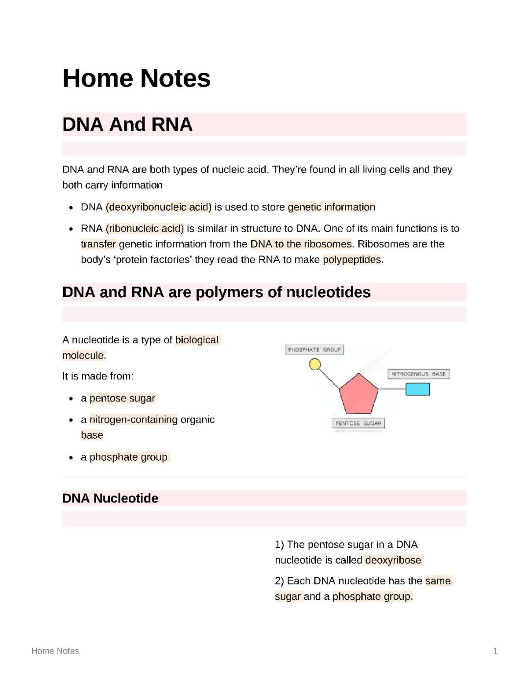 AQA A Level Biology: Structure of DNA and RNA Notes