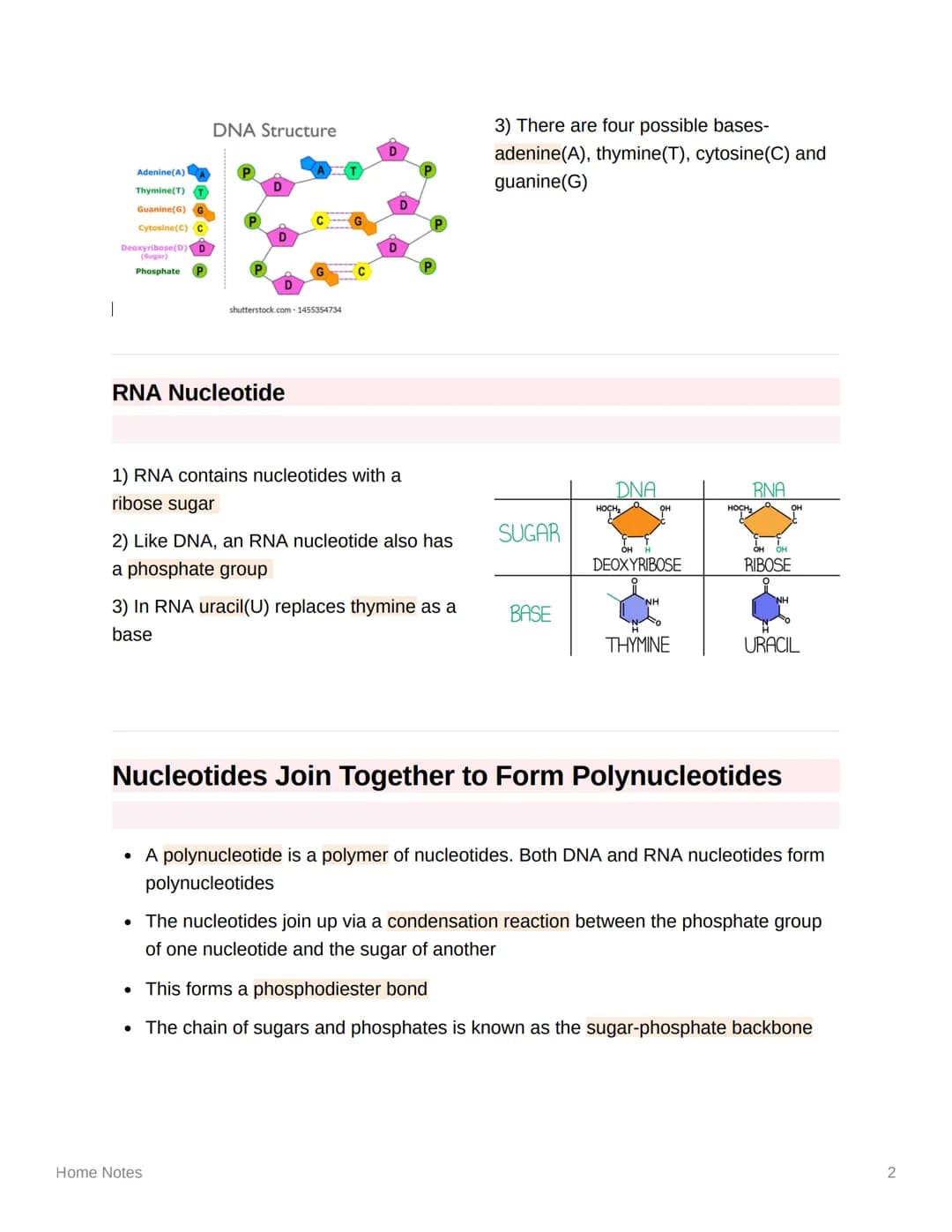 
<p>DNA and RNA are both types of nucleic acid found in all living cells. DNA, or deoxyribonucleic acid, is used to store genetic informatio