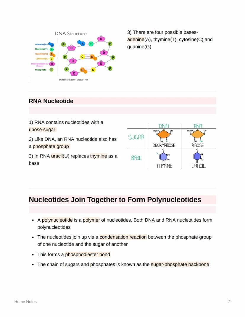
<p>DNA and RNA are both types of nucleic acid found in all living cells. DNA, or deoxyribonucleic acid, is used to store genetic informatio