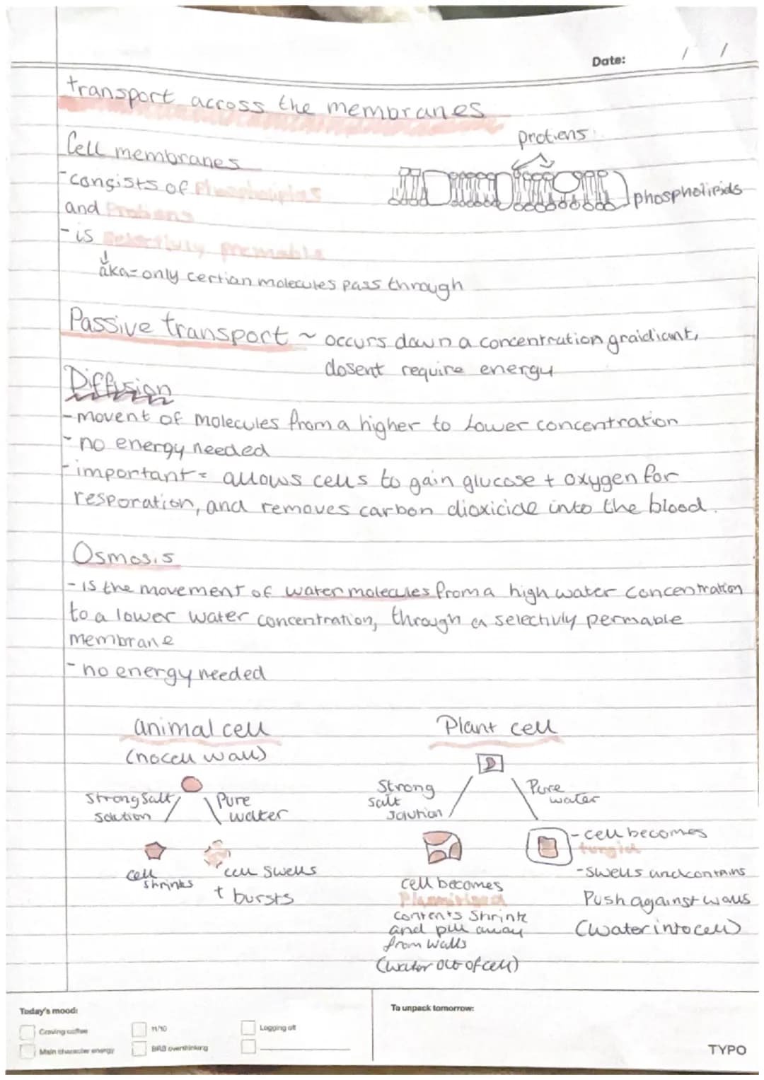 plant Cells
-nucleus
-cytoplasm
cell membrane-
-mitrochondria
Ribosomes
-Chloroplast
- cell wall
-Vacuole
Animal Cell
-nucleus
•cytoplasm.
-