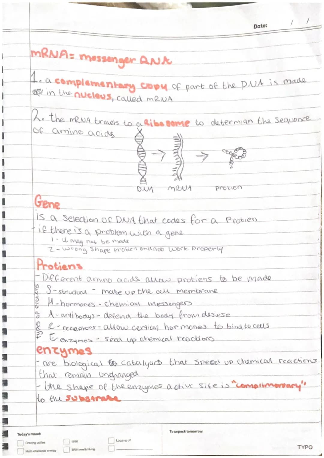 plant Cells
-nucleus
-cytoplasm
cell membrane-
-mitrochondria
Ribosomes
-Chloroplast
- cell wall
-Vacuole
Animal Cell
-nucleus
•cytoplasm.
-